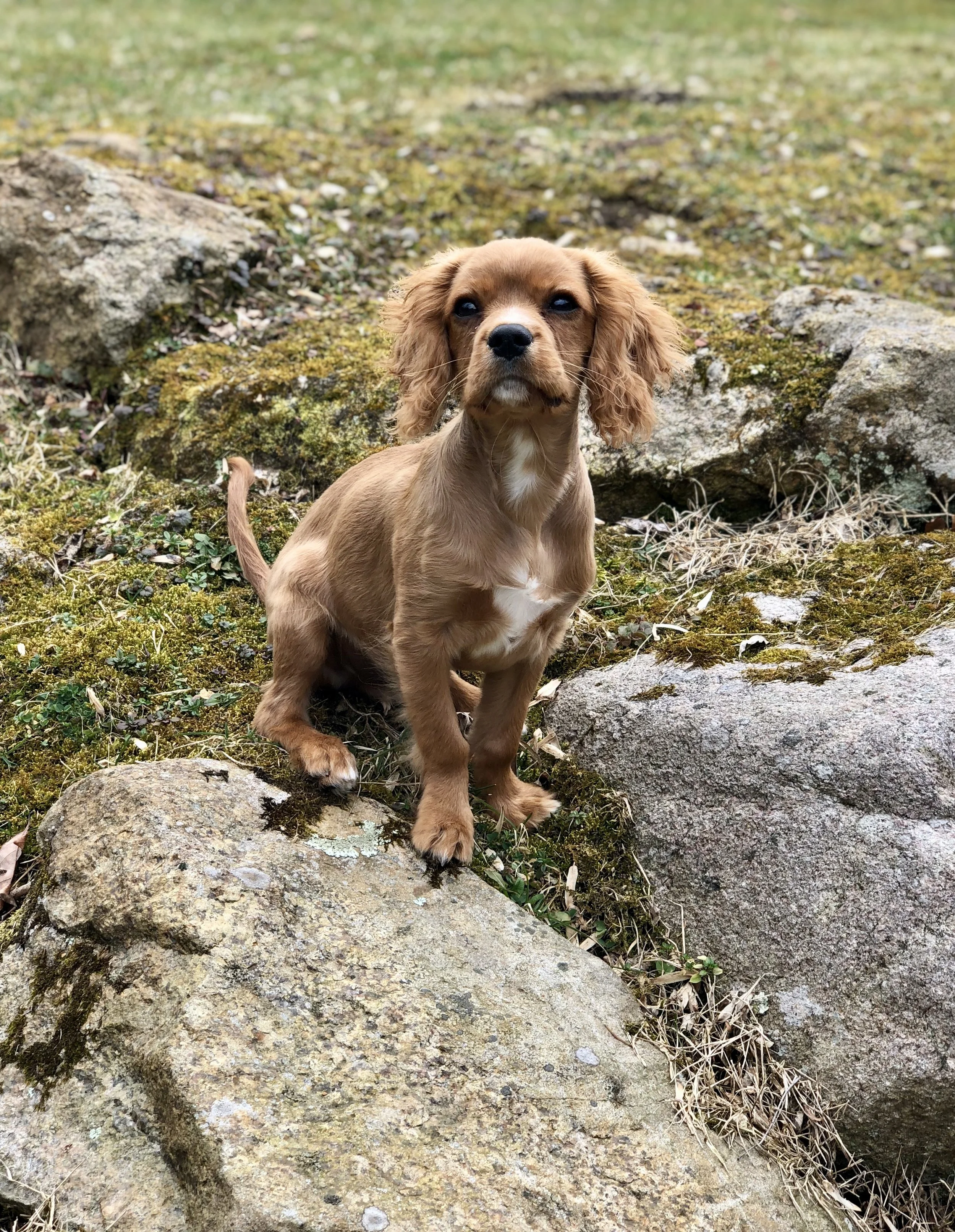 A small brown dog with floppy ears and a white patch on its chest sitting on moss-covered rocks outdoors.