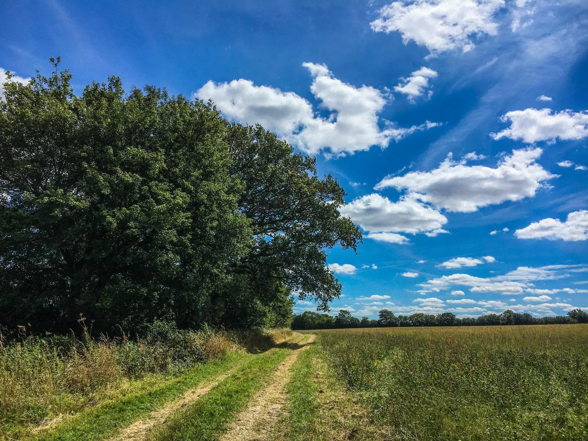 A scenic outdoor landscape with a dirt path running through green grass alongside a large tree on the left. The sky is bright blue with scattered white clouds.