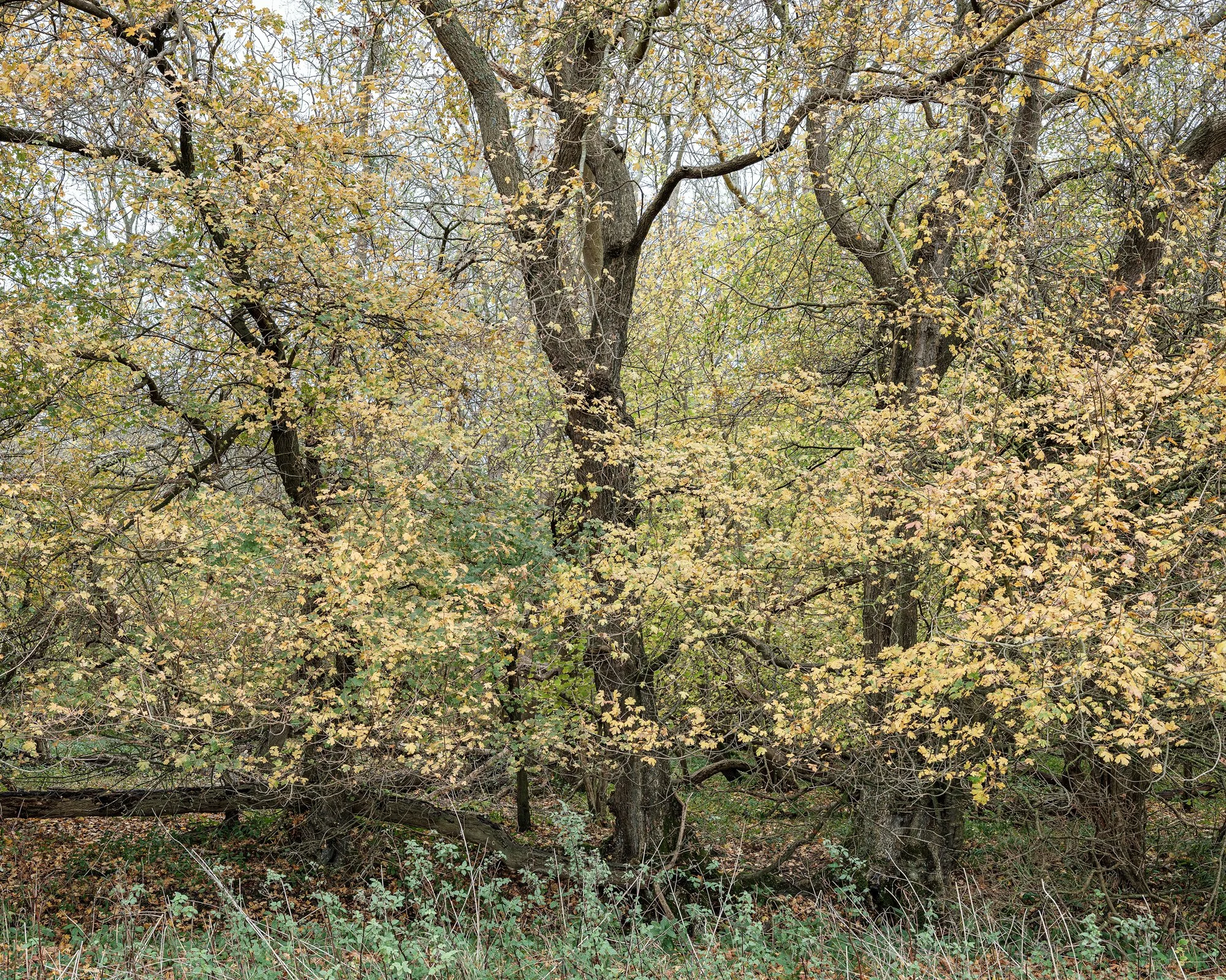 DSCF5459-Edit-A3.jpg