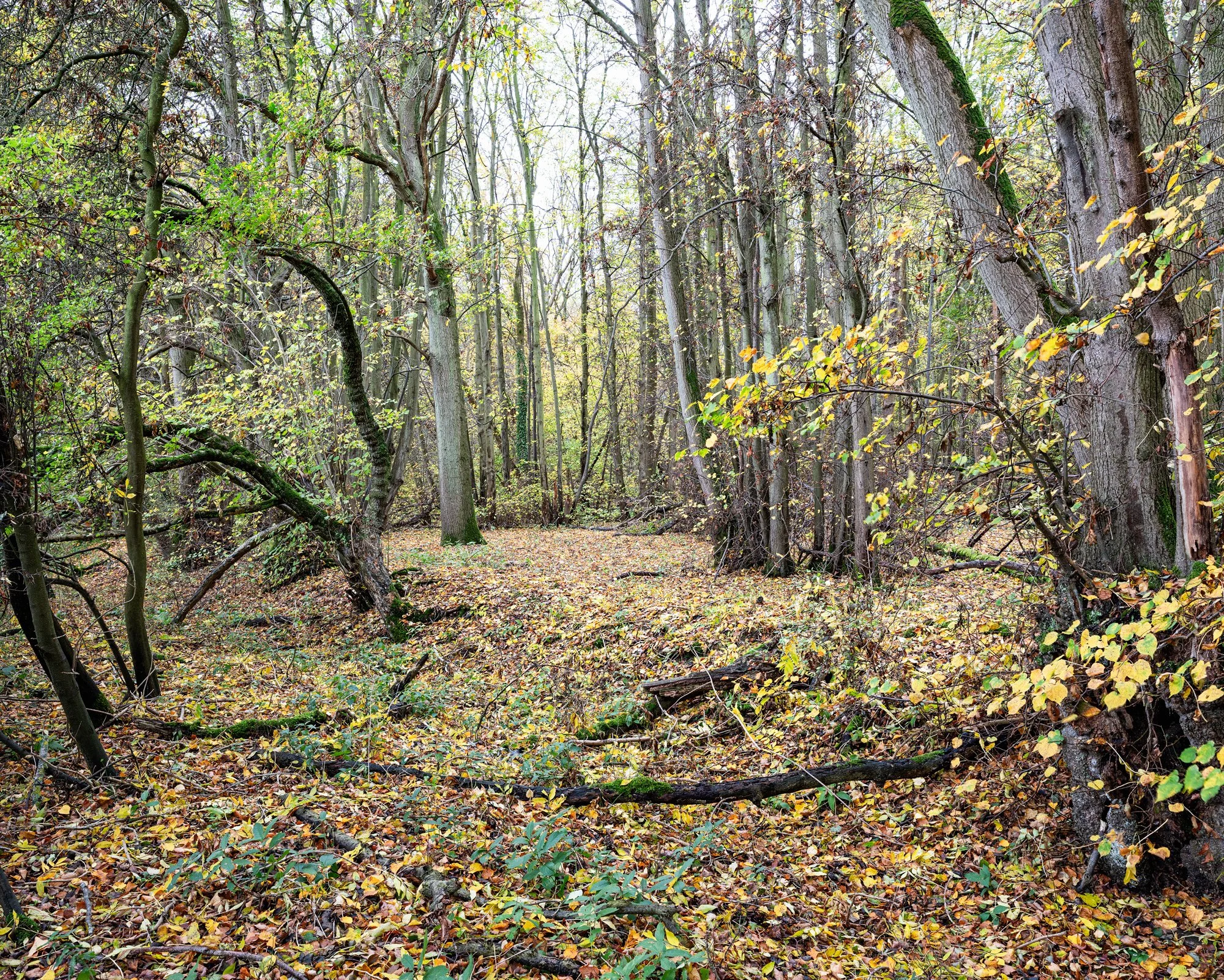 DSCF5466-Edit-A3.jpg