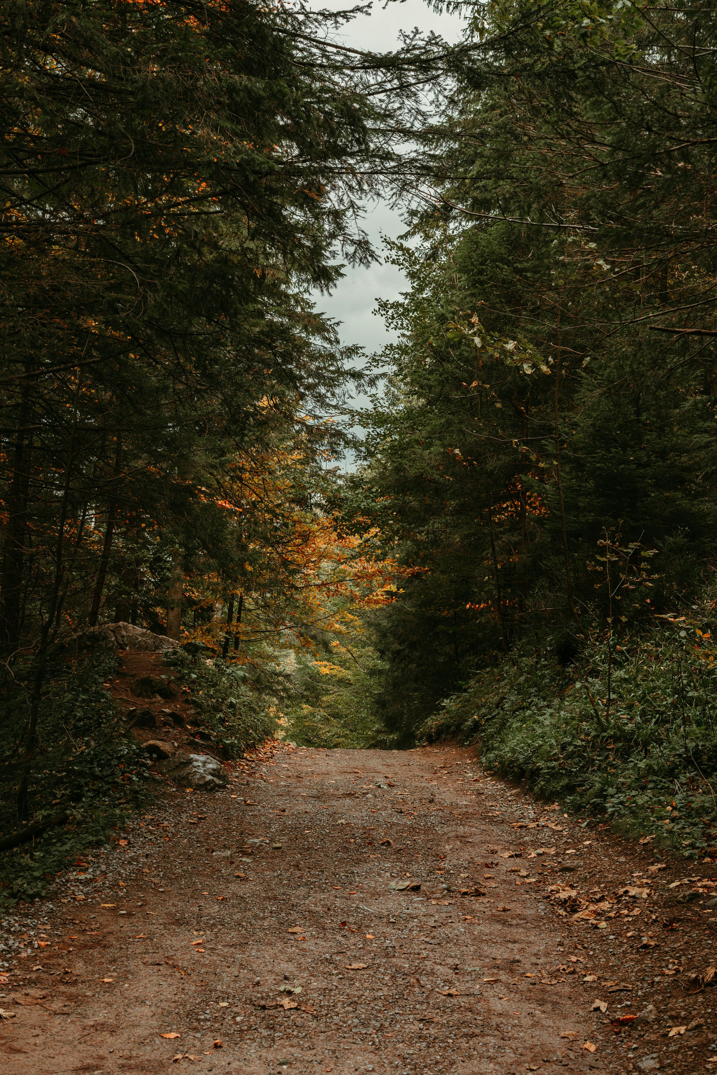 Chemin forestier bordé d'arbres verts et jaunes, avec des feuilles tombées sur le sol, sous un ciel nuageux.