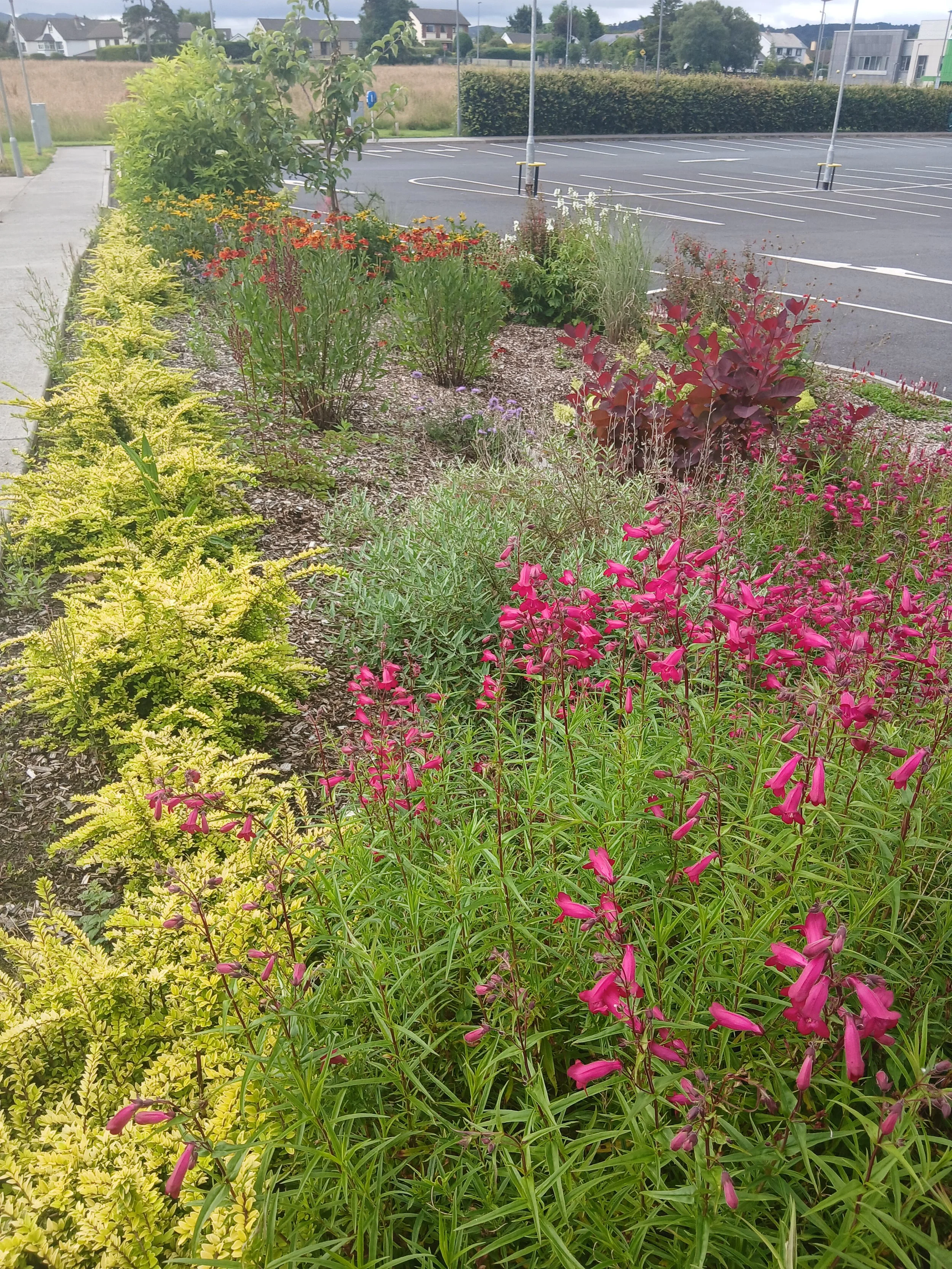 Pollinator garden in Co. Sligo