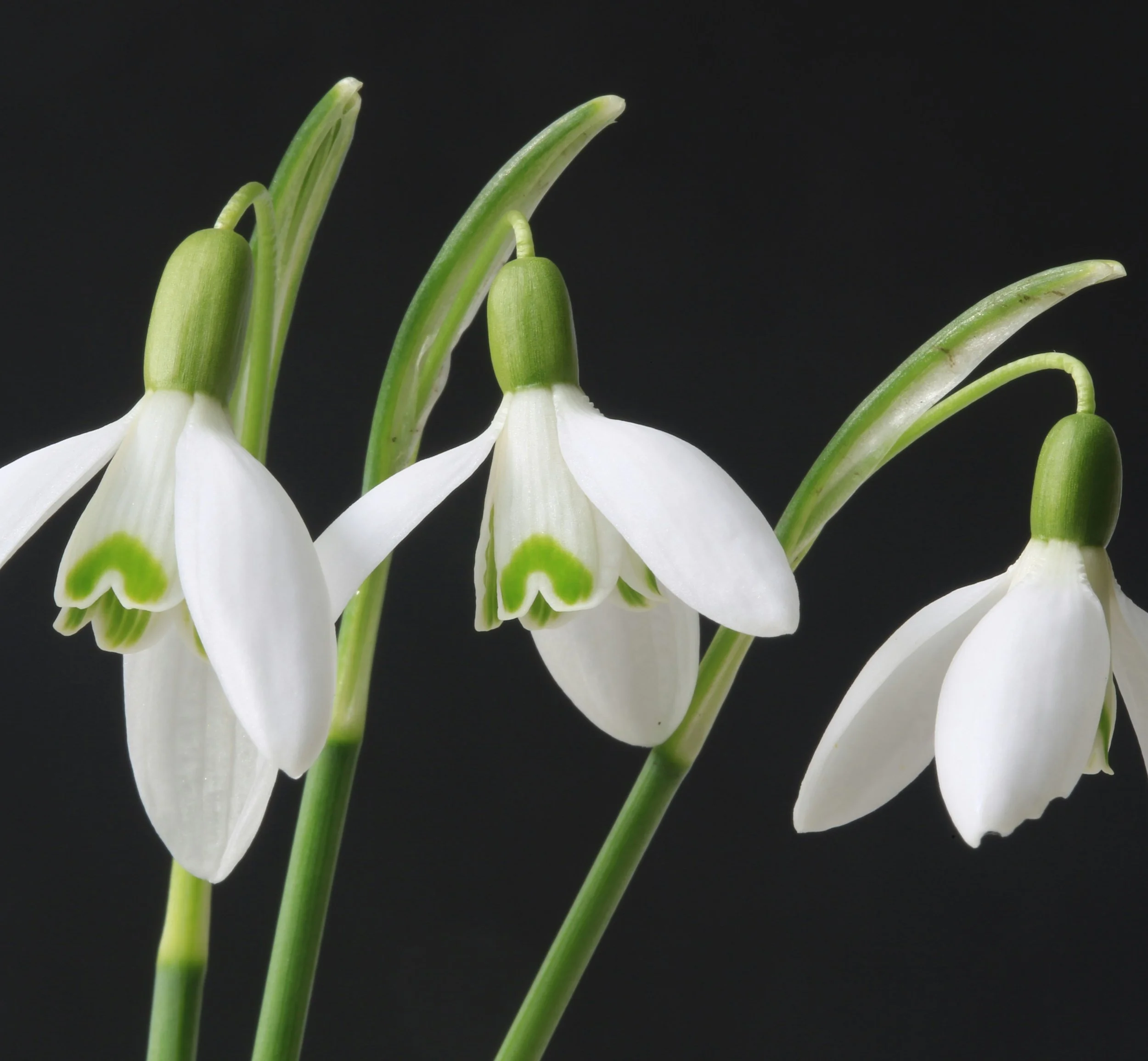 28th January - Imbolc 