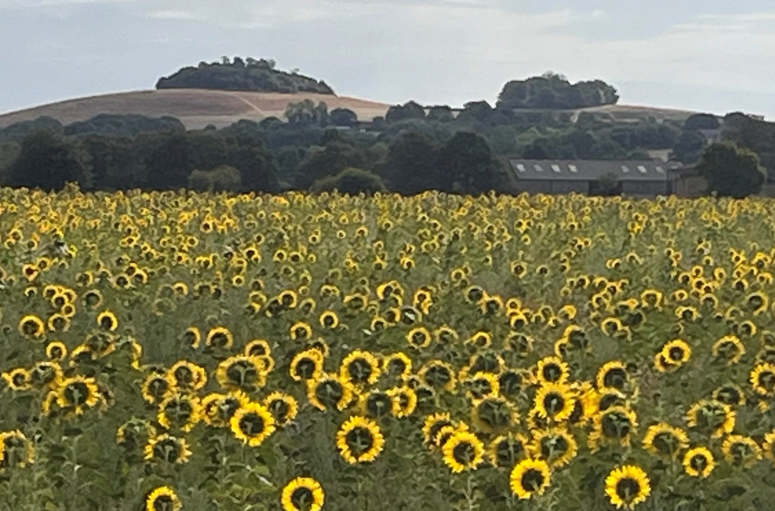 A field of sunflowers in full bloom beneath the Wittenham Clumps, late Summer