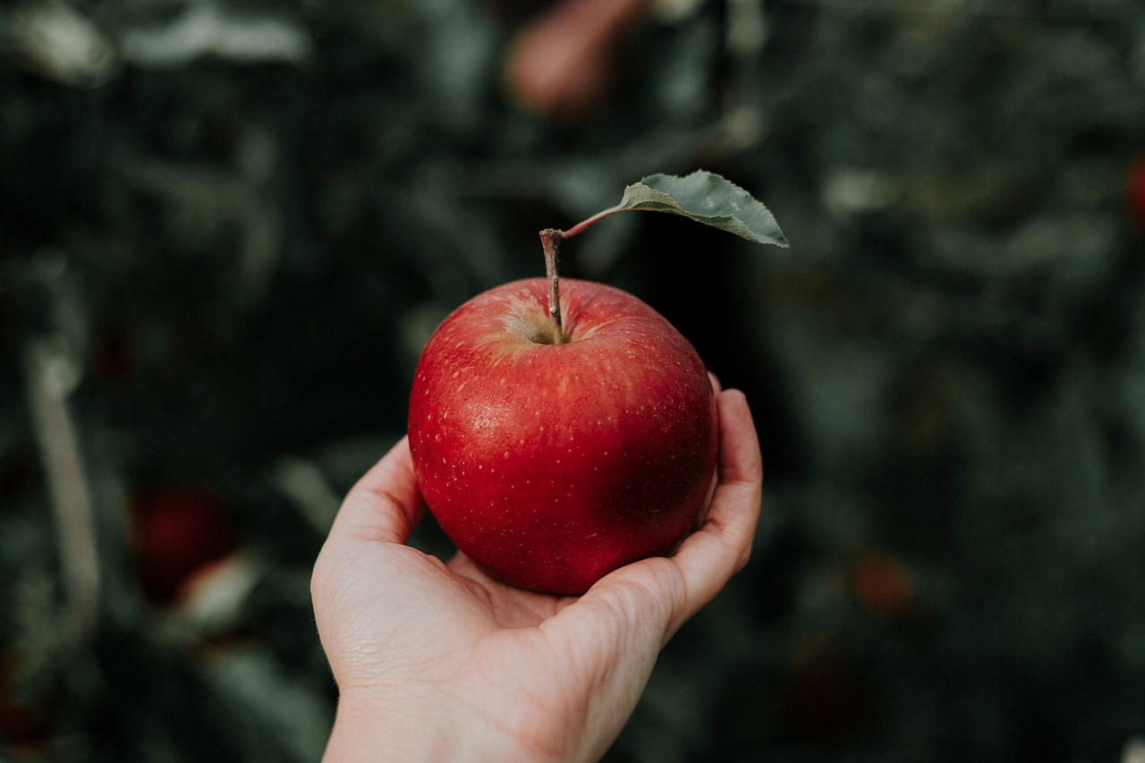 A ripe red apple with a leaf, held in a hand, high Summer orchard
