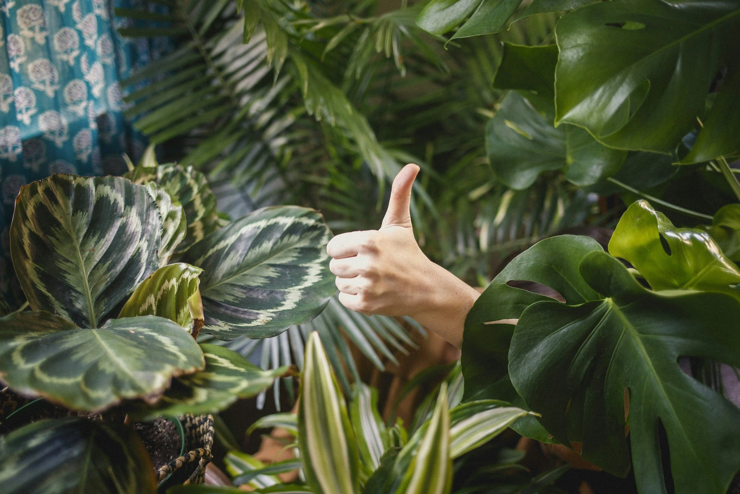 A person giving a thumbs-up behind a variety of lush green indoor plants.