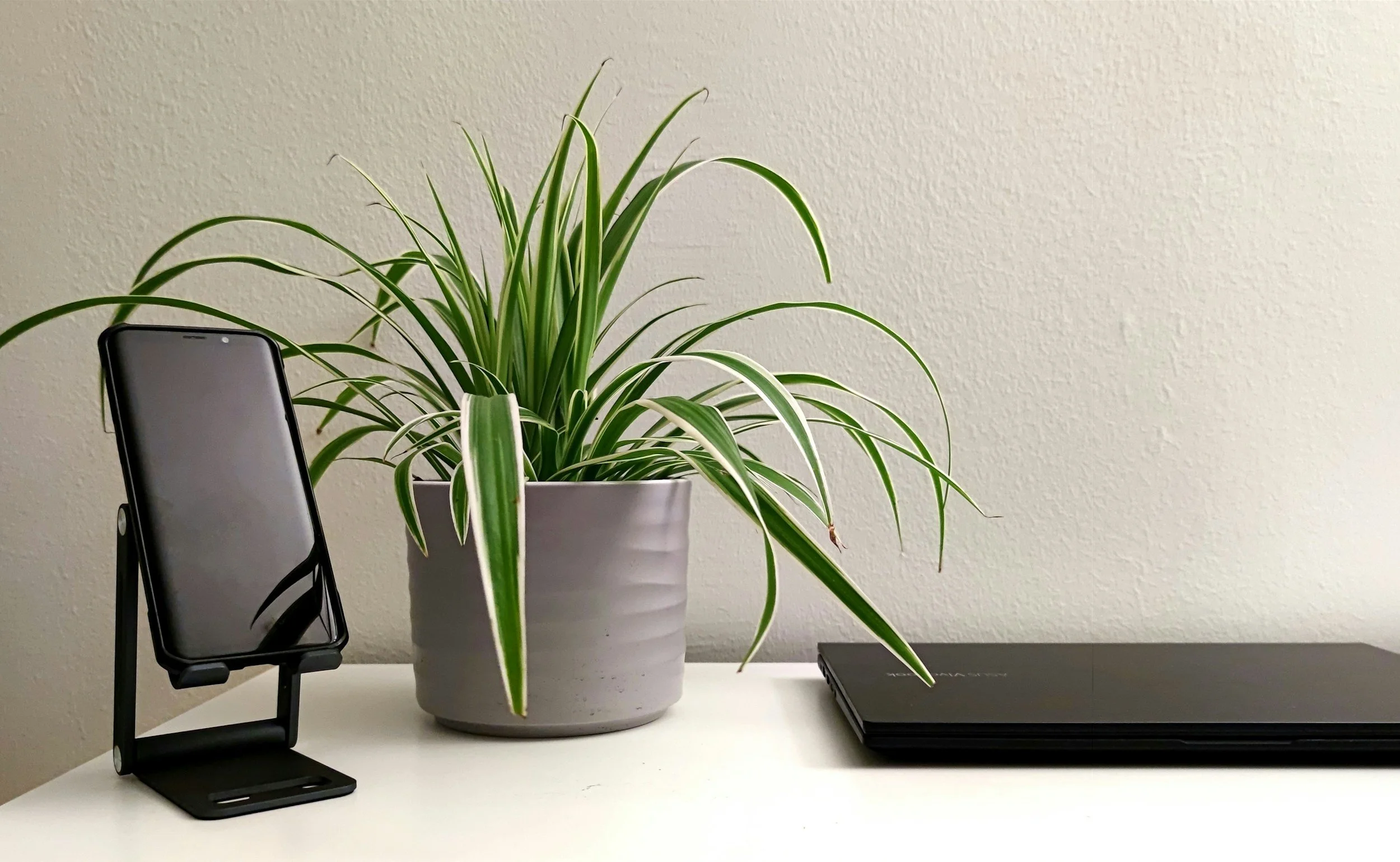 A white tabletop with a potted spider plant, a smartphone on a stand, and a closed laptop, all against a plain beige wall background.
