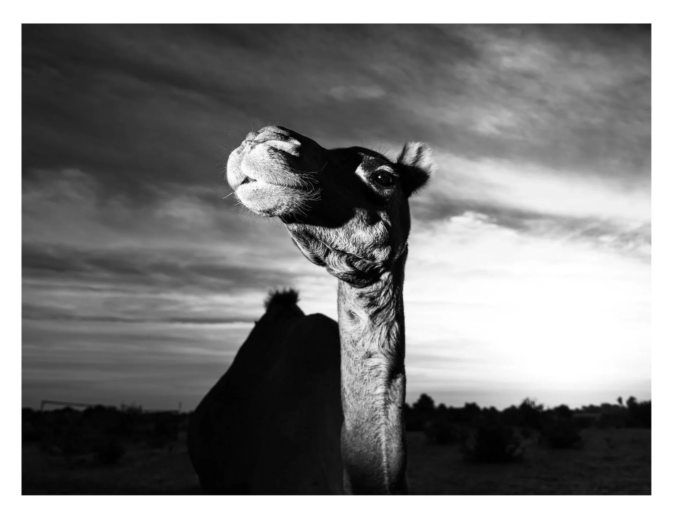 A black-and-white photo of a giraffe in an open landscape with a cloudy sky in the background.