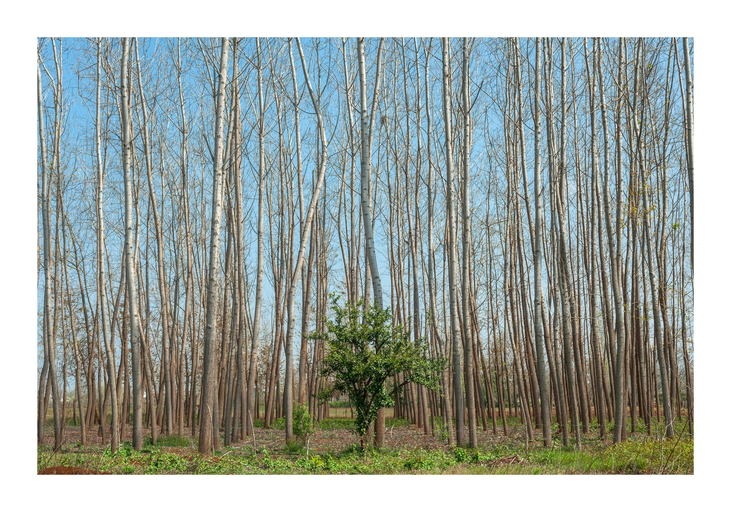 A forest of tall, leafless trees with a bright blue sky in the background and a small green bush in the foreground.
