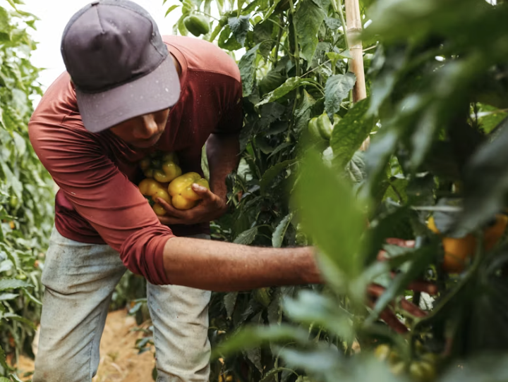 Institute of Omnism Farm Program, A man harvesting yellow bell peppers from a green, lush pepper plant in a greenhouse or garden.