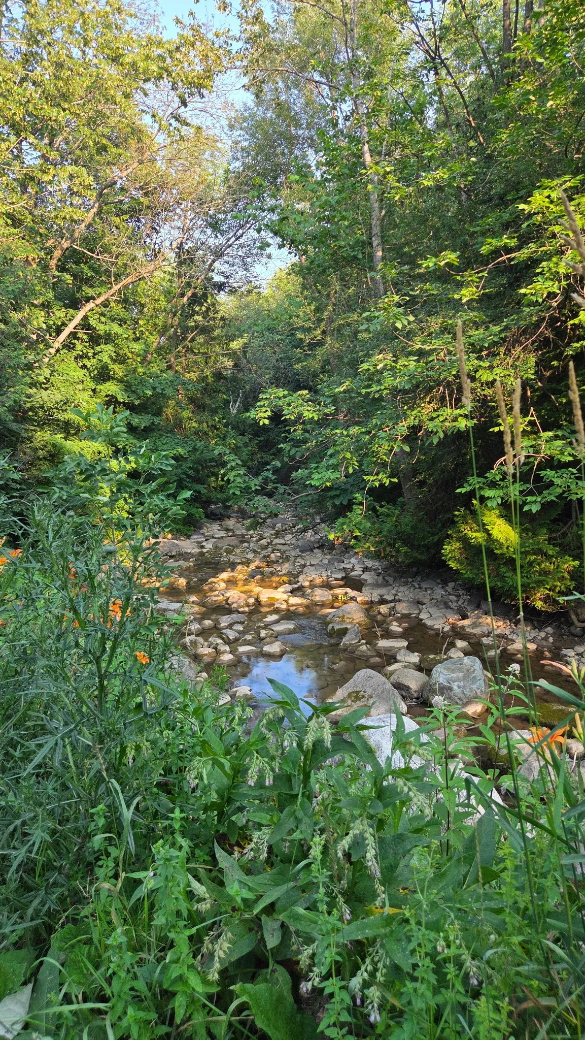 A rocky creek flowing through a lush green forest, evoking calm and renewal — couples therapy and intensives with Amy Tremblay in the Georgian Bay area.