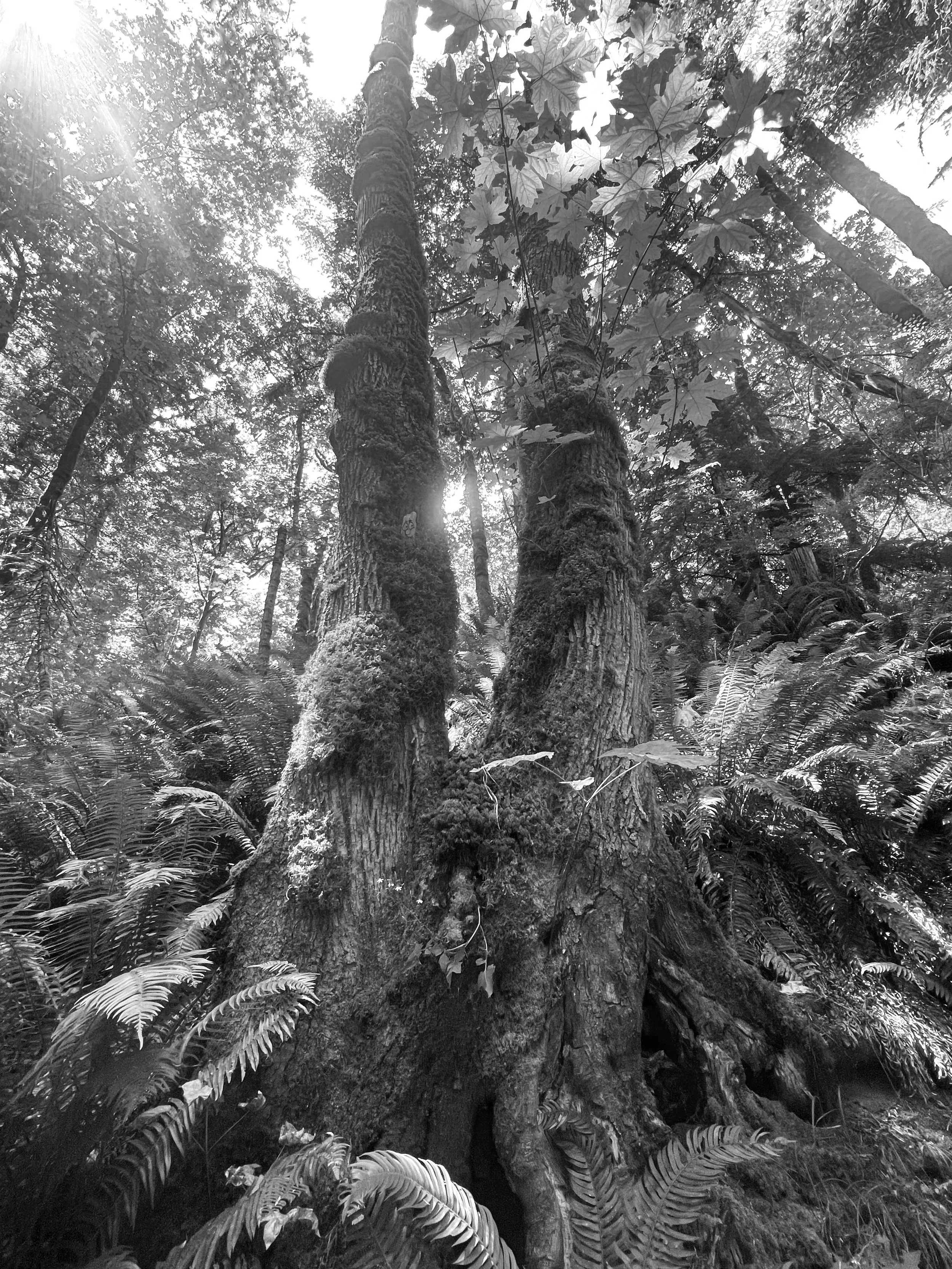 Black and white photo of sunlight filtering through a mossy forest — trauma and EMDR therapy with Amy Tremblay.