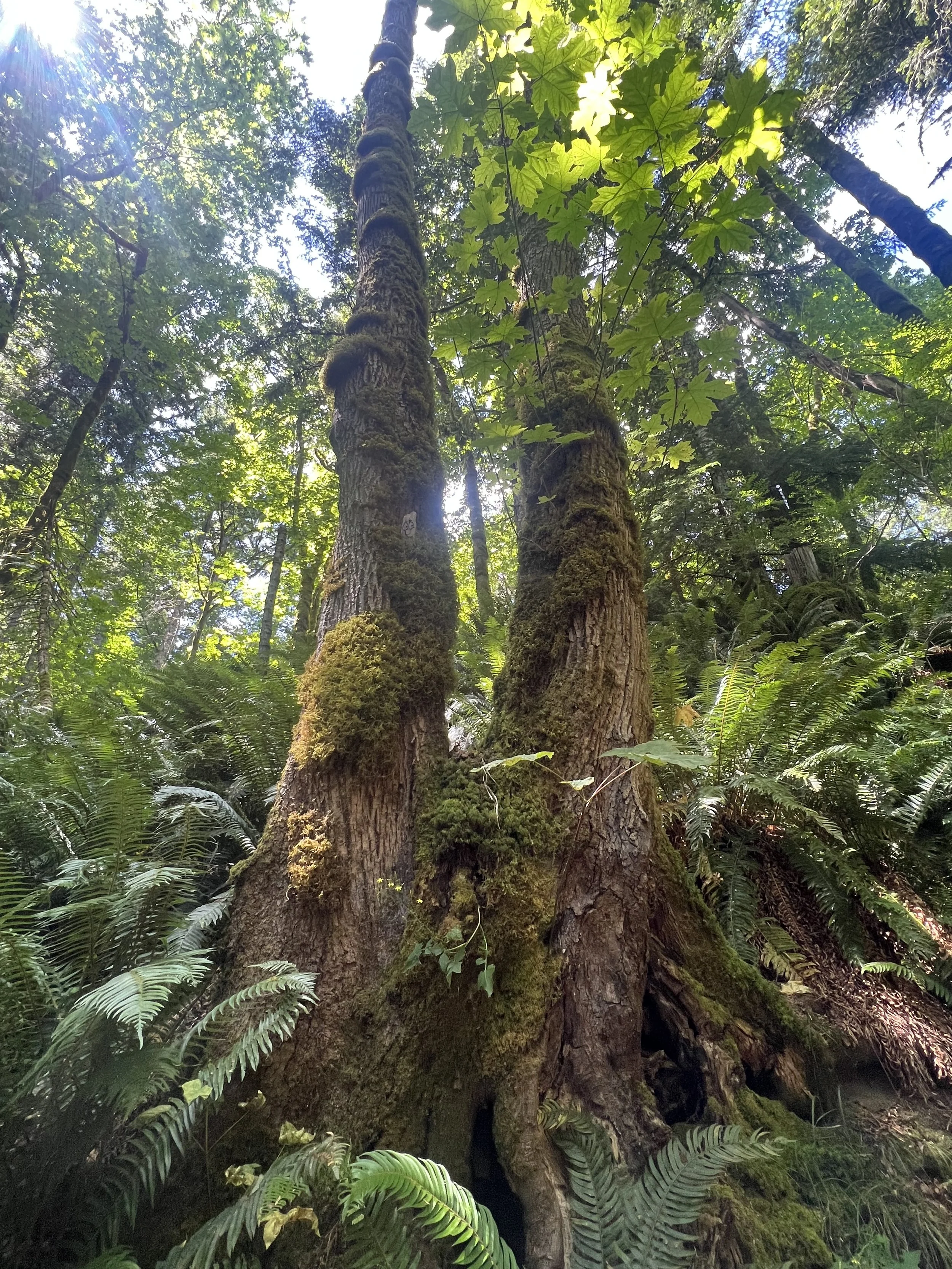 Sunlight filtering through a mossy forest — trauma and EMDR therapy with Amy Tremblay.