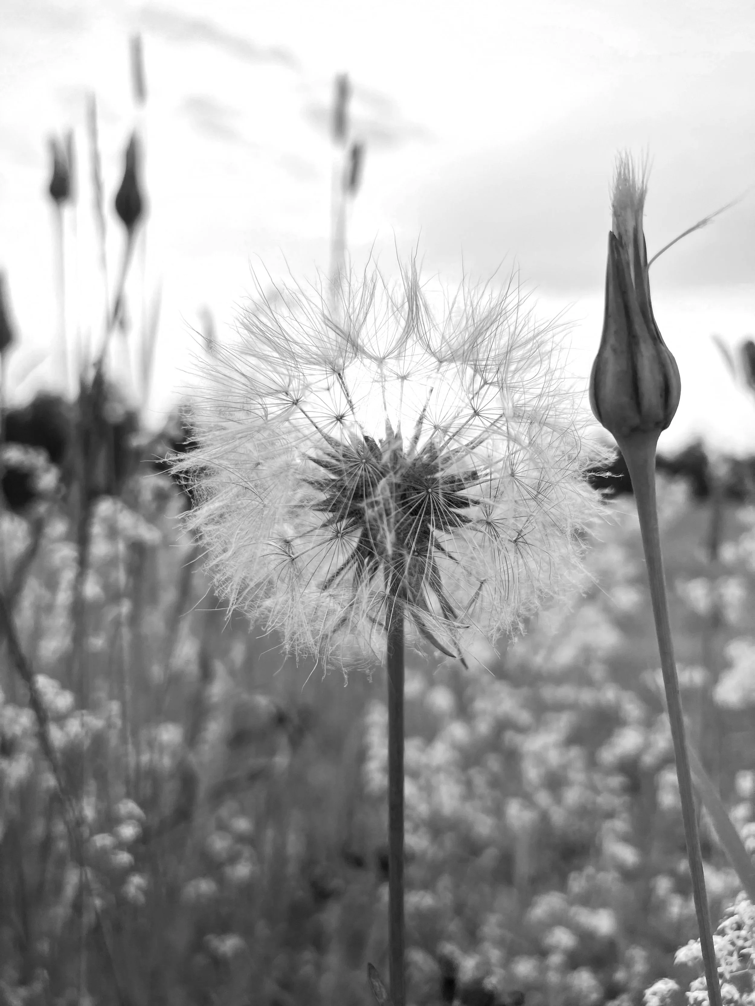 A black-and-white dandelion seed head backlit at sunset — a symbol of release and healing in Amy Tremblay's therapy practice.
