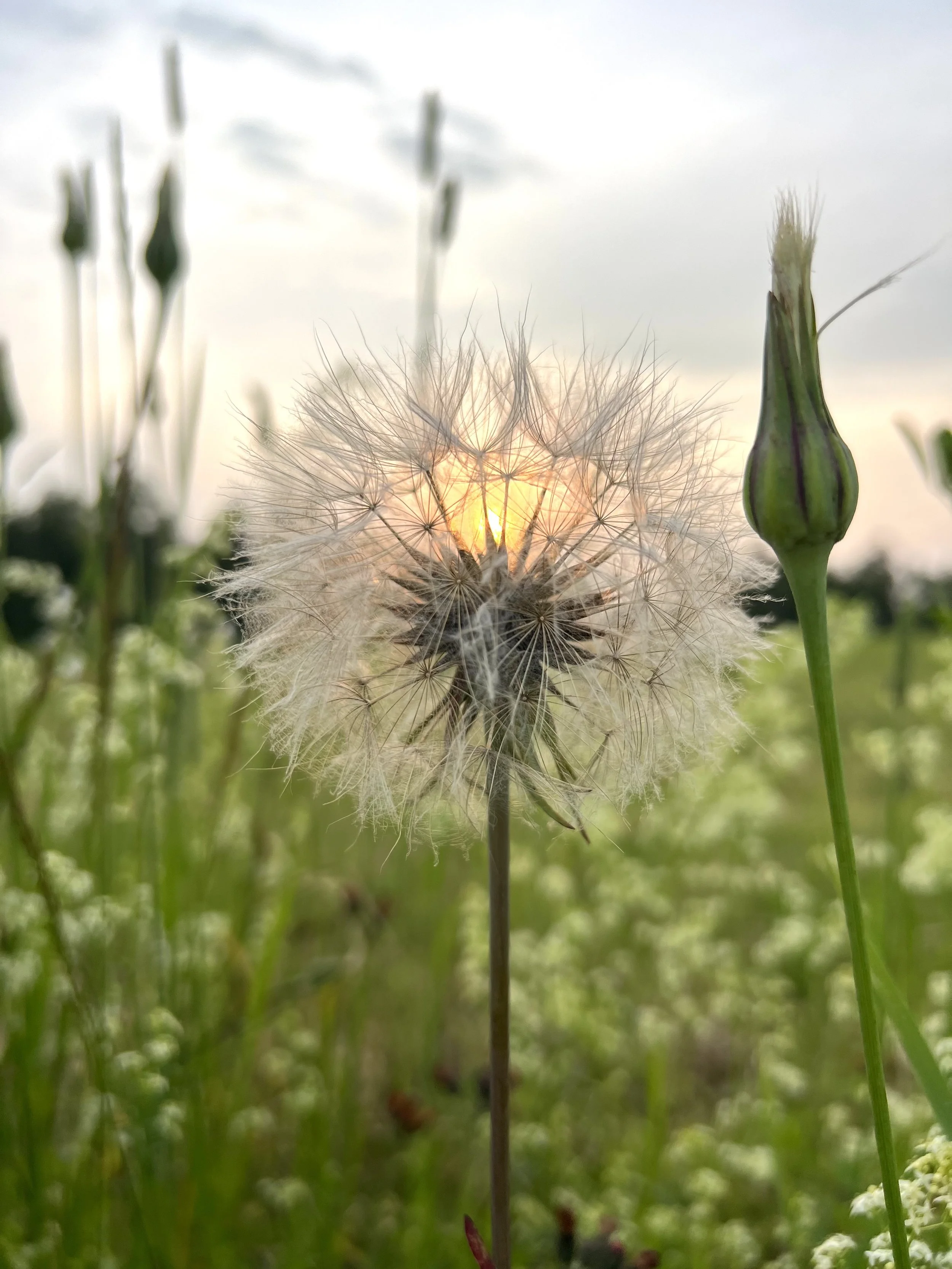 A dandelion seed head backlit at sunset — a symbol of release and healing in Amy Tremblay's therapy practice.