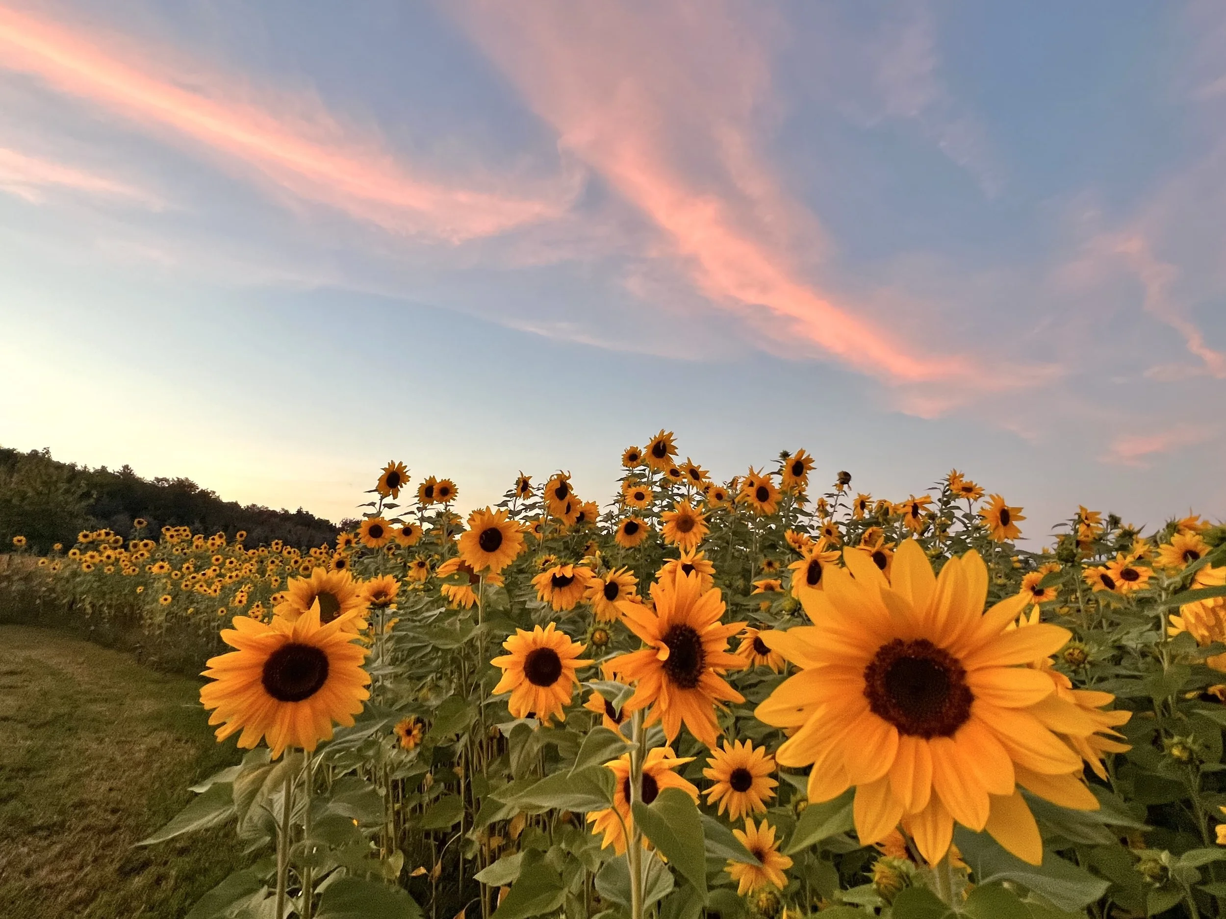 A sunflower field at sunset in the Meaford and Blue Mountains area, near Amy Tremblay's couples retreats.