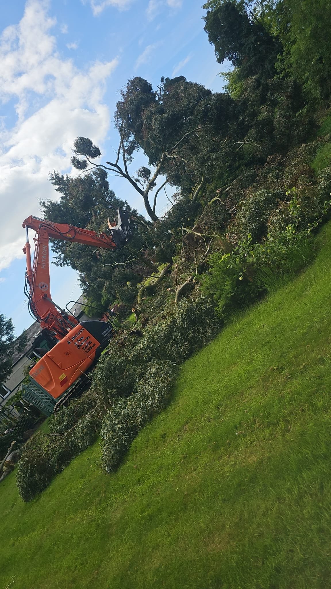 Trees2.jpg