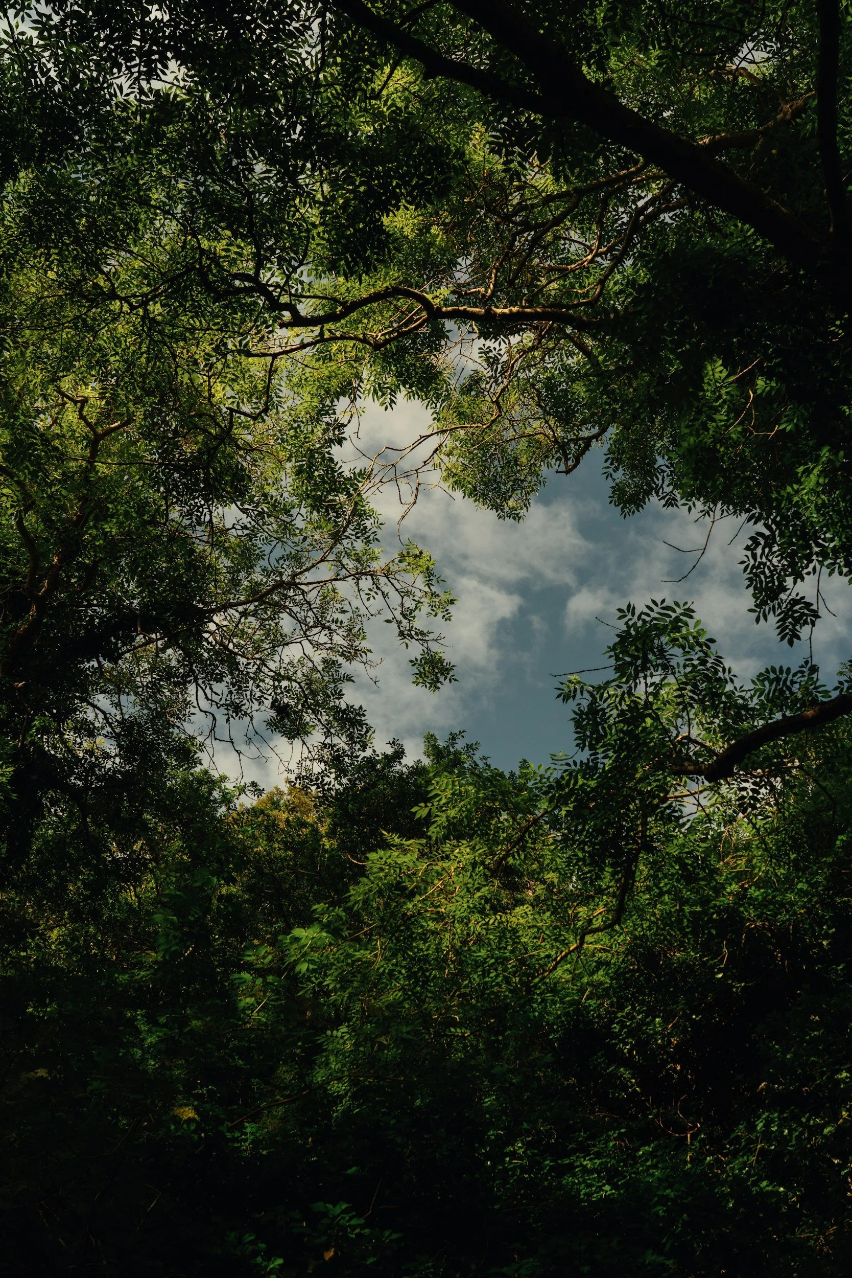 Dense green forest canopy and tree branches framing a cloudy blue sky