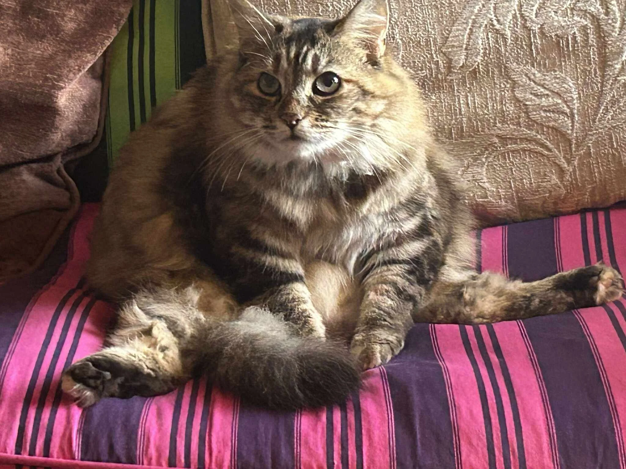 A tabby cat lying on a purple and pink striped blanket, partially hidden by a brown cushion, with a textured brown background behind.