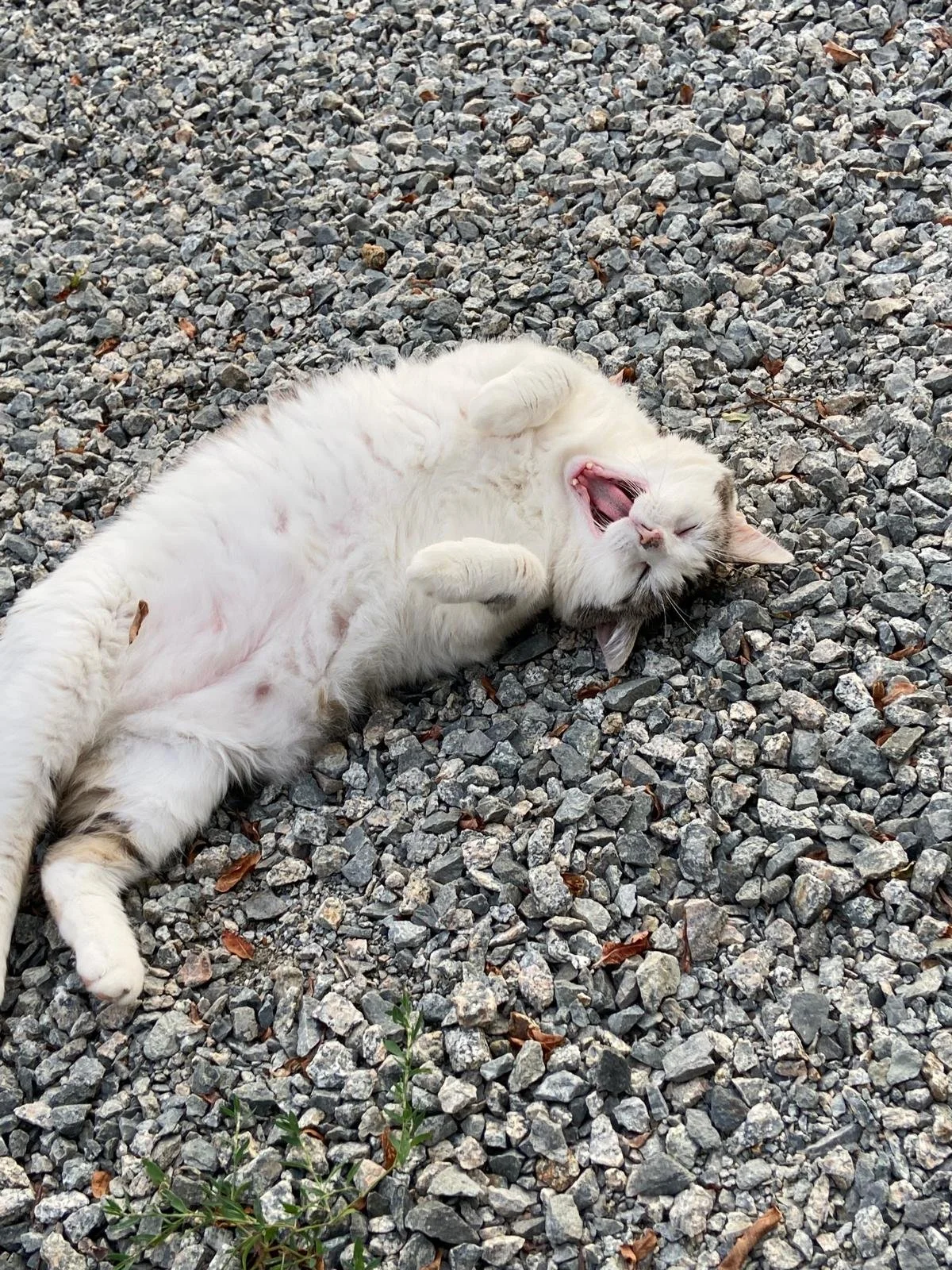 A white cat lying on its back on a gravel surface, yawning with eyes closed and paws raised.