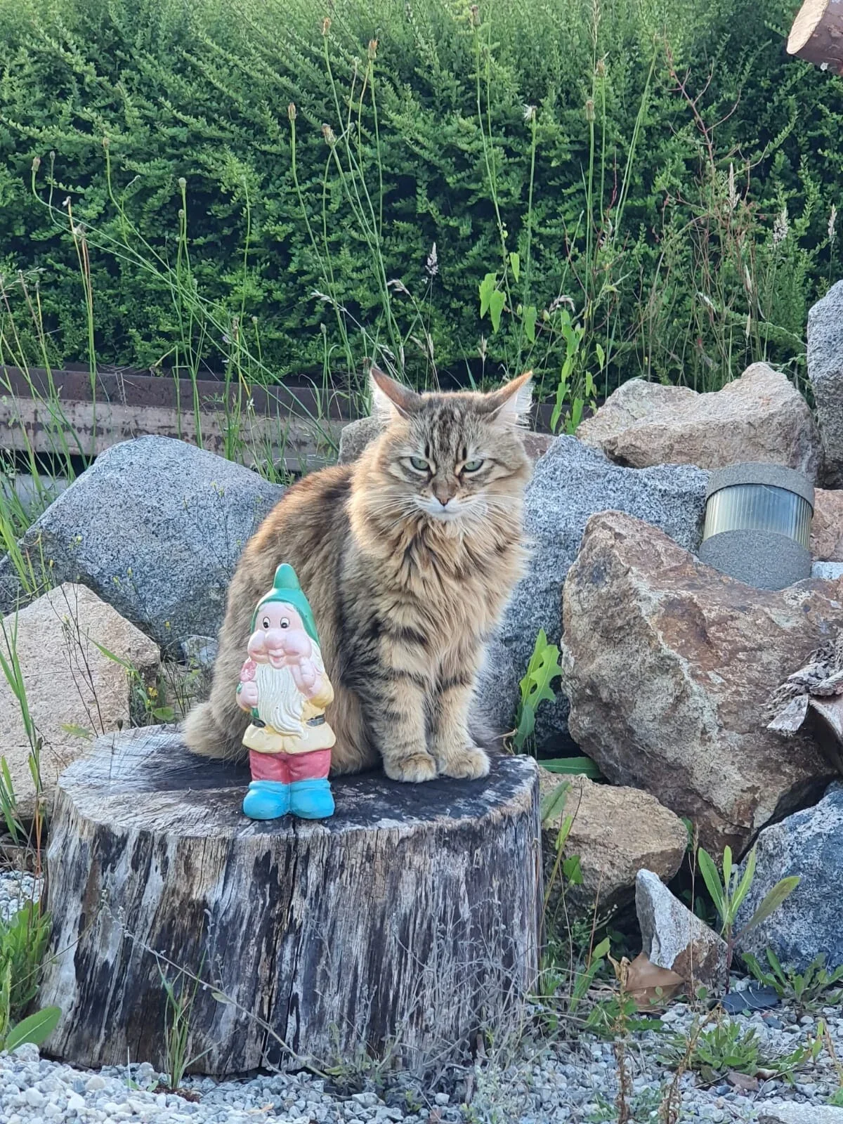 A brown, fluffy cat sitting on a tree stump outdoors, next to a garden gnome figurine. The background features green bushes, rocks, and some small plants.