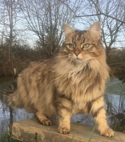 A fluffy tabby cat standing on a wooden platform outdoors near a body of water, with trees in the background.