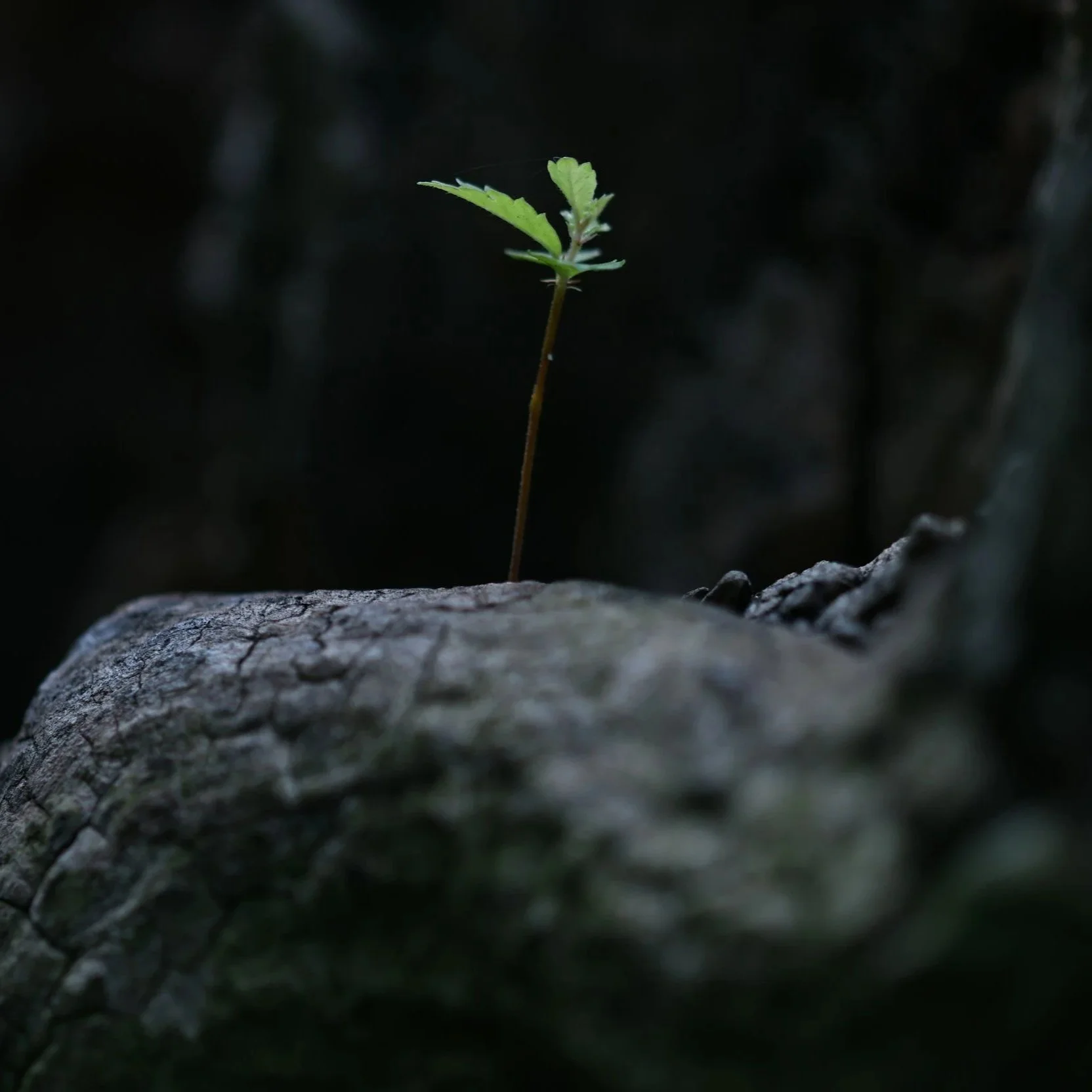 A small green plant sprouting from a crack in a tree trunk with dark background.