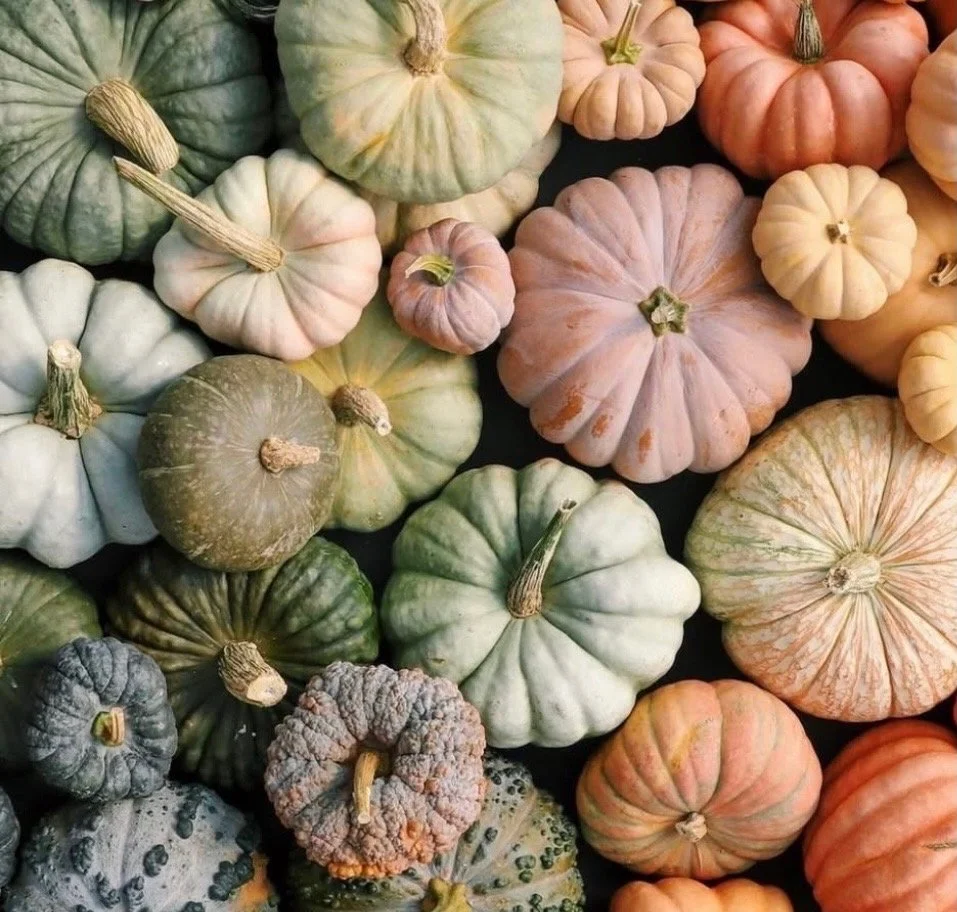 A variety of small decorative pumpkins in pastel shades of green, white, pink, orange, and gray, arranged in a flat lay