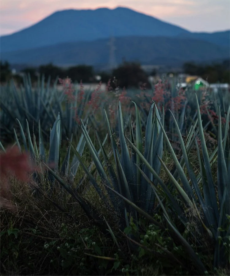 Close-up of agave plants in the foreground with a mountain in the background at sunset.