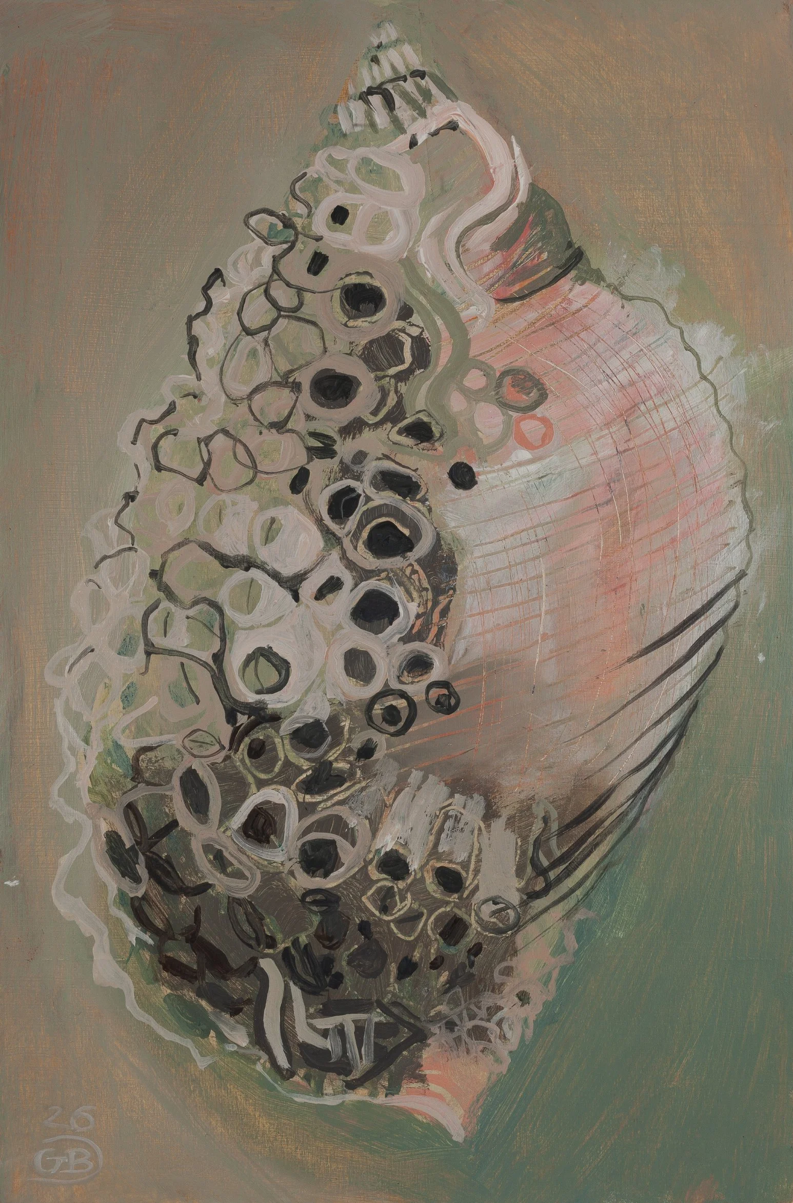 Seashell and barnacles