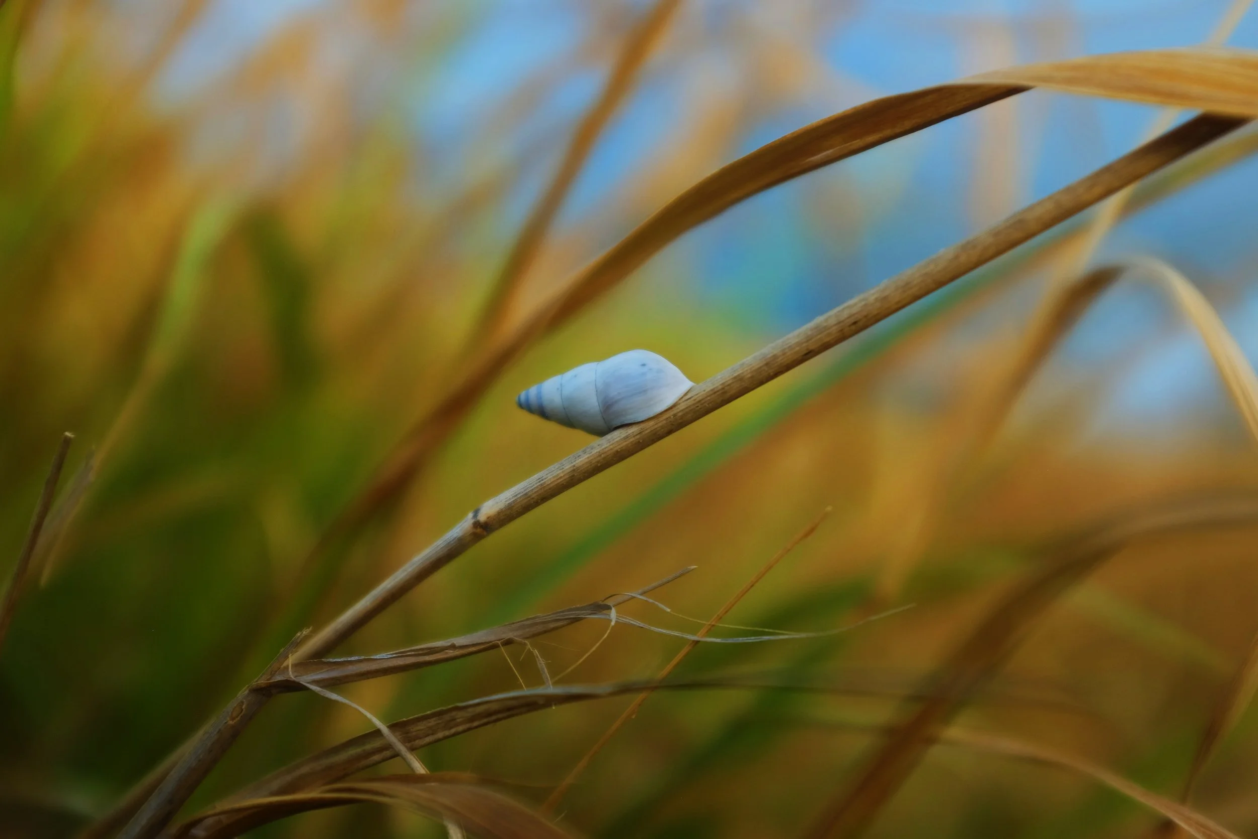DSCF4600.JPG