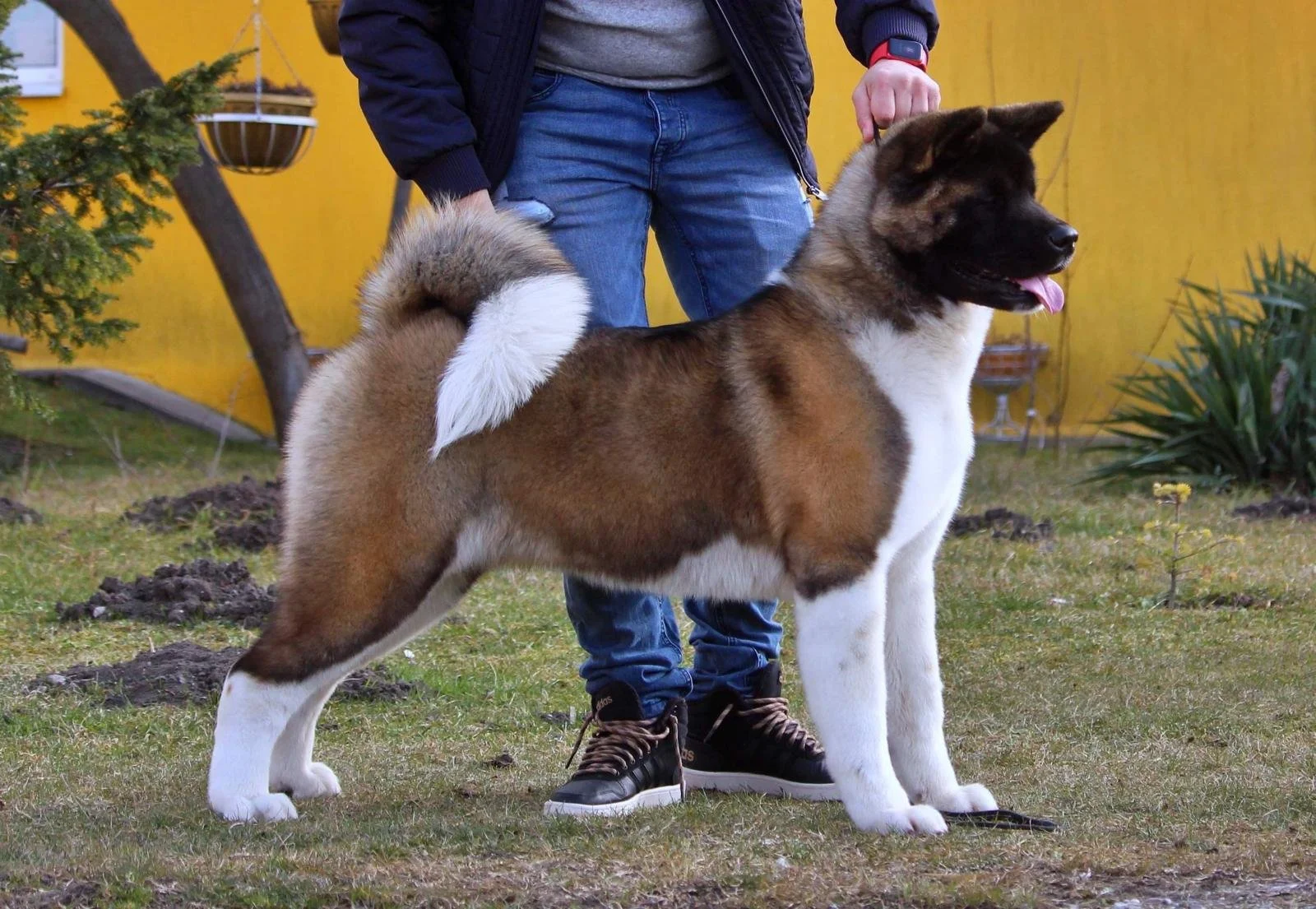 Person standing outdoors with a large, fluffy dog on a leash. The dog is a big breed with a curled tail and a thick coat, standing on grass near a yellow building, with plants and a hanging flower pot in the background.
