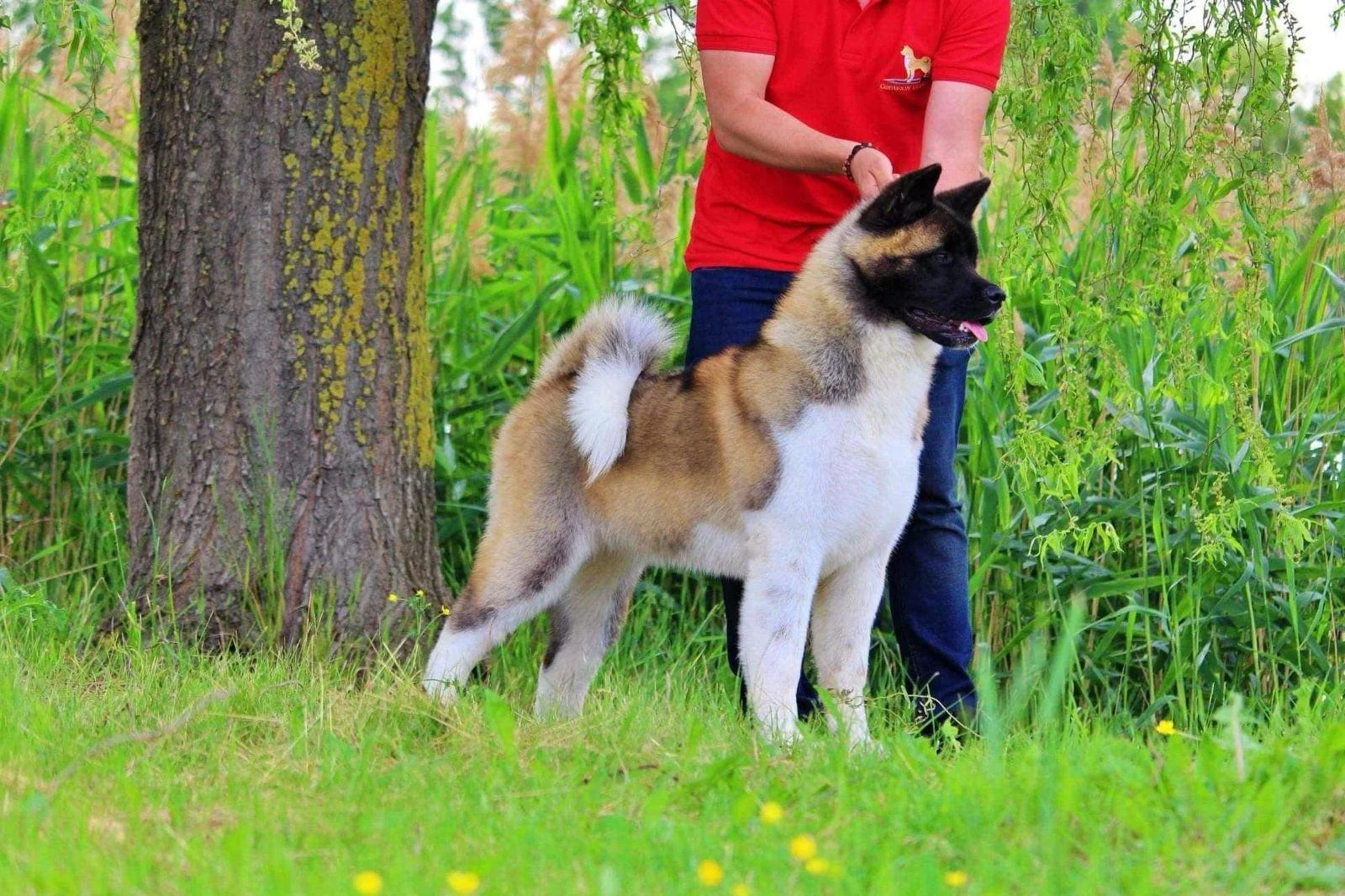 A person in a red shirt and dark pants standing outdoors in a lush green area with tall grass and a large tree nearby. The person is holding a large, fluffy puppy that resembles a Akita or similar breed.