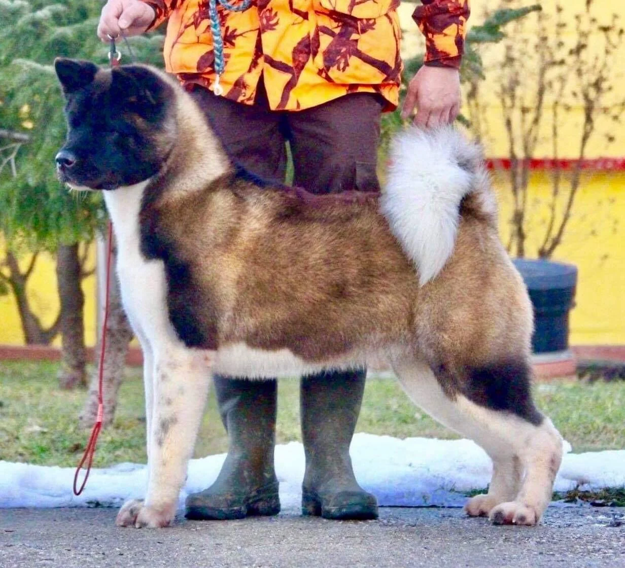 A large Akita dog with a multicolored coat standing outdoors on a leash held by a person wearing a bright orange and yellow jacket and black boots.
