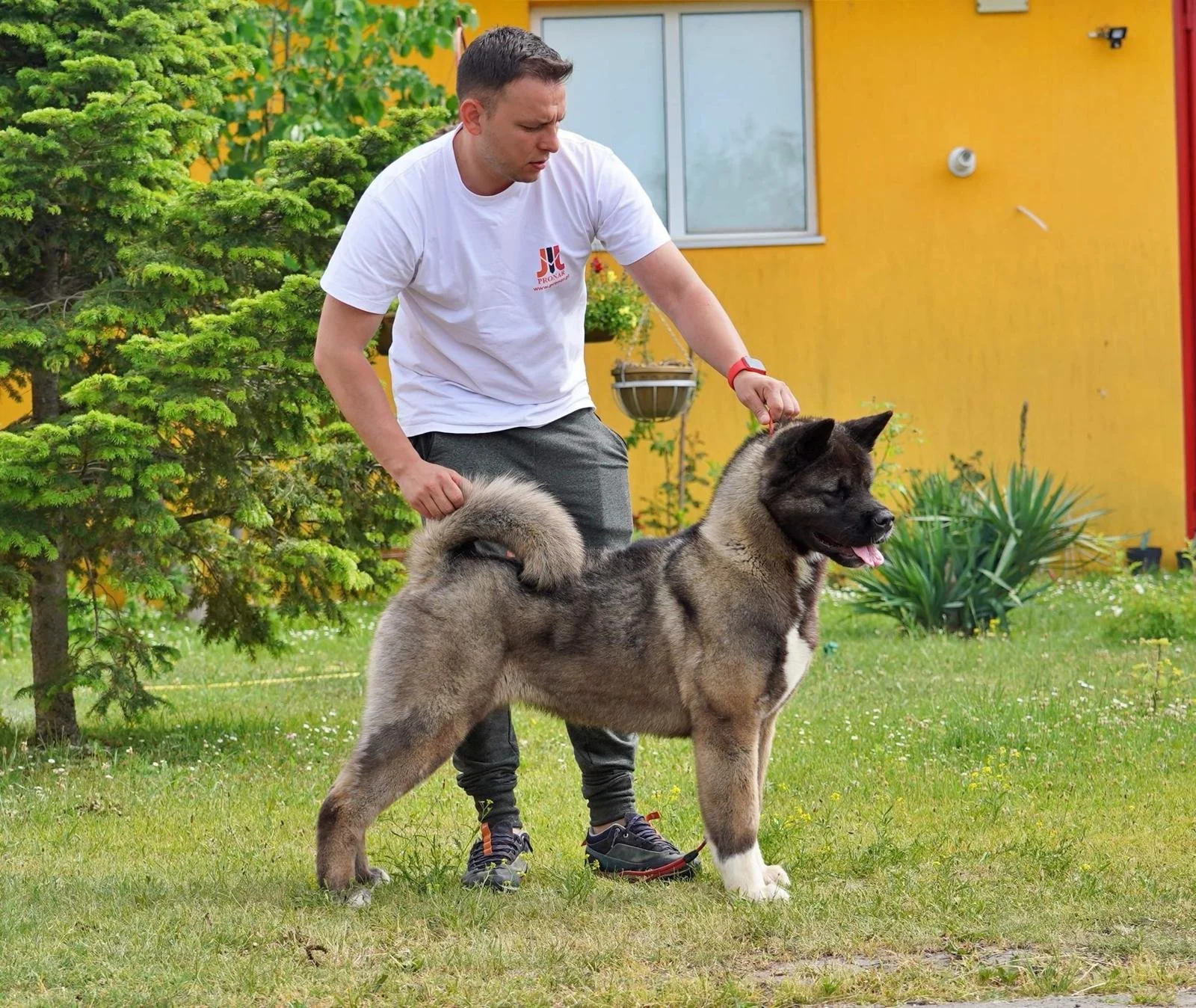 A man in a white t-shirt and gray sweatpants is training a large, fluffy dog outdoors on a green lawn. The dog, which appears to be an Akita or similar breed, is standing with a relaxed, happy expression as the man holds its leash. There are trees, a colorful yellow and red building, and some plants in the background.