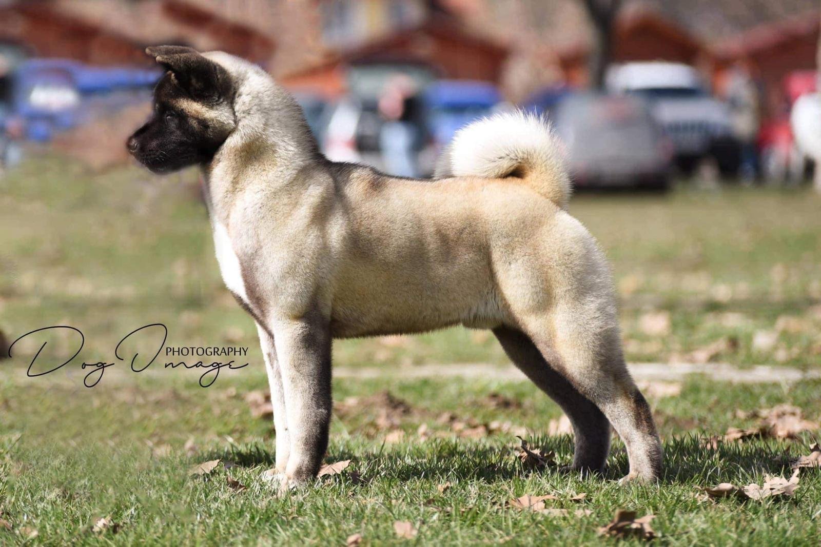 A tan and black Belgian Malinois dog standing on a grassy field with blurred cars and houses in the background.