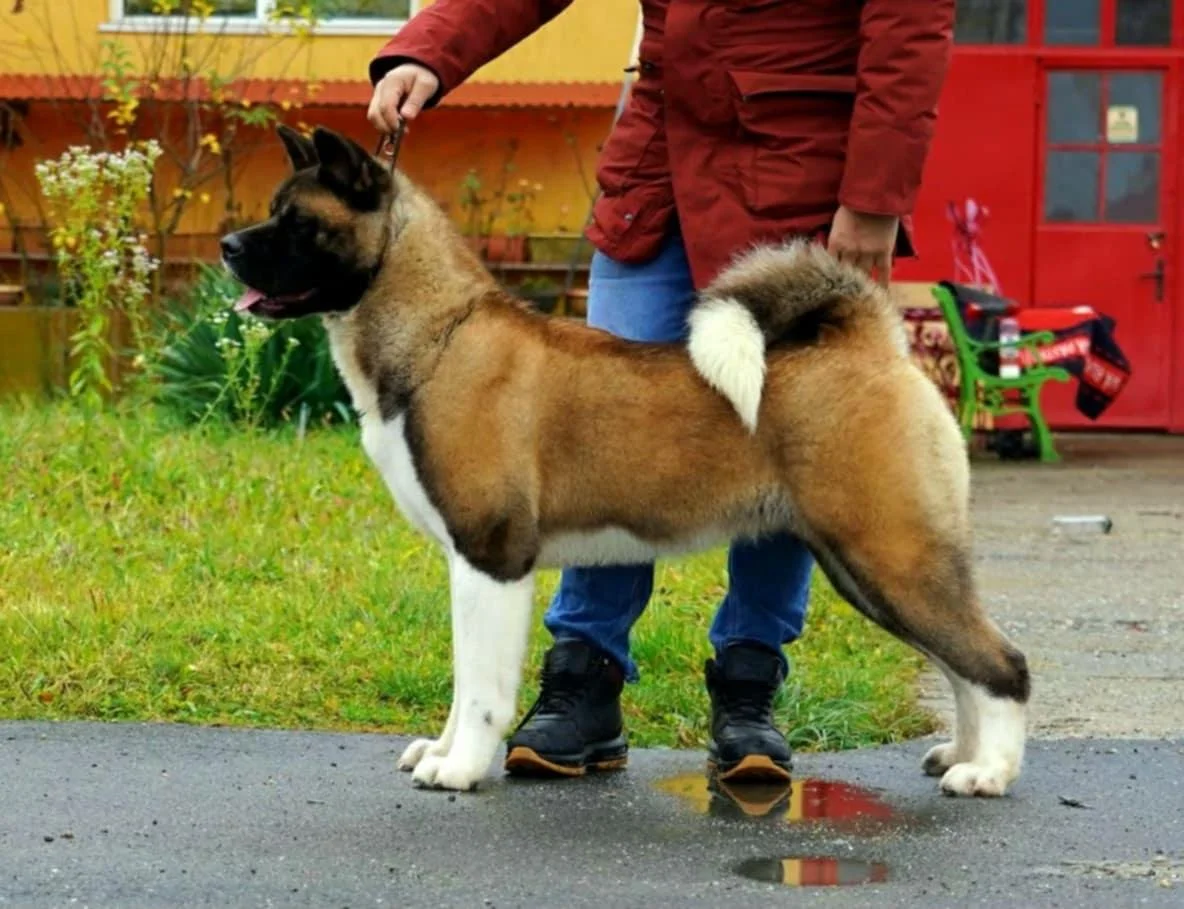 A person standing outdoors with a large, fluffy, brown, black, and white dog on a leash. The dog appears to be an Akita or similar breed, standing on a paved surface with grass and a red building in the background.