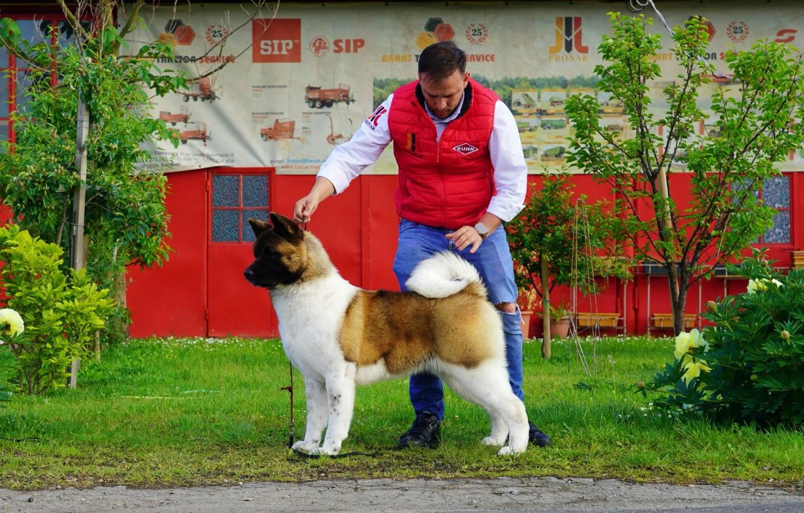 A man with a red vest and jeans stands on a green lawn, holding the collar of a large, fluffy dog with brown, black, and white fur, possibly a Belgian Malinois. They are outdoors with trees, bushes, and a red building with advertising banners in the background.