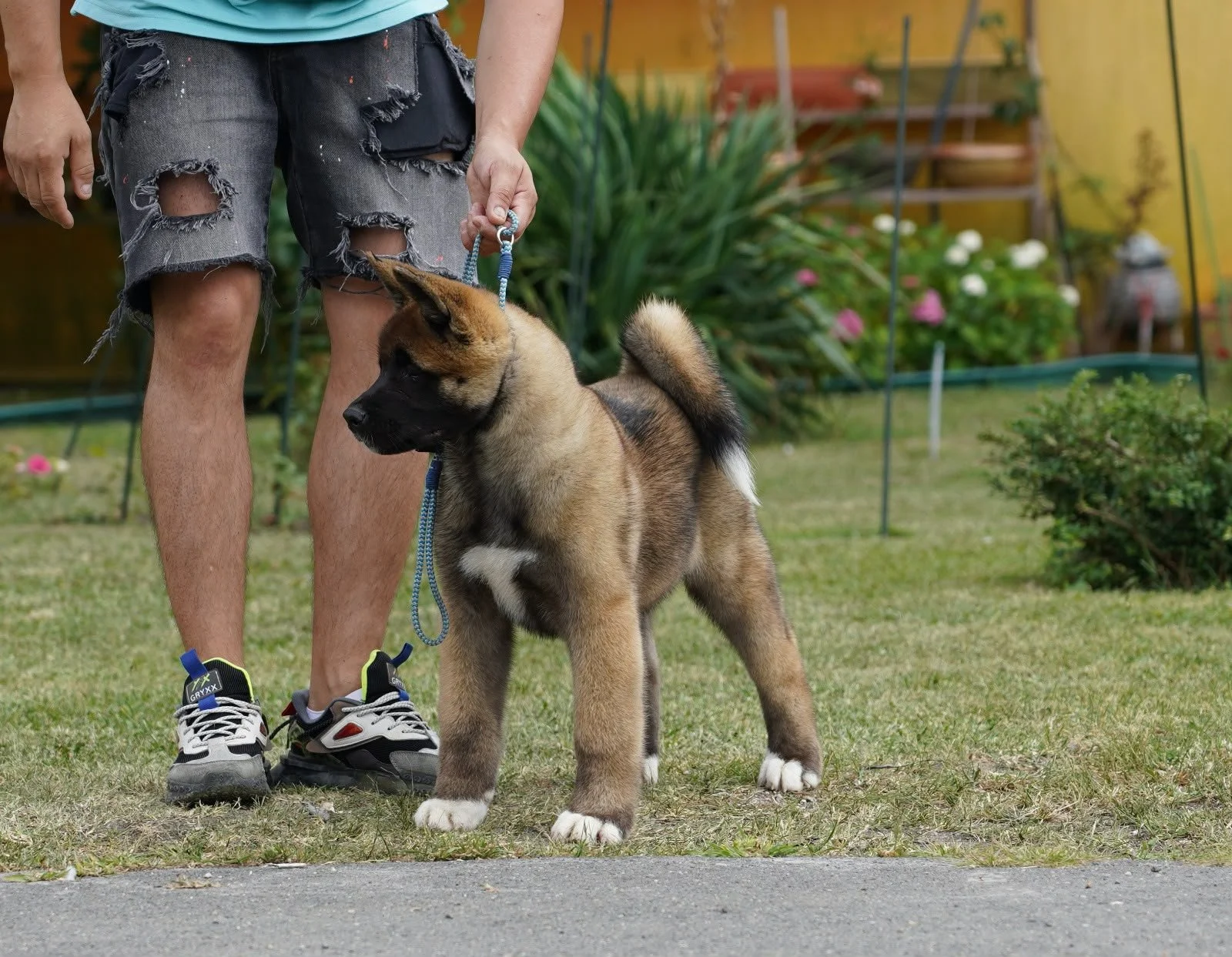 Person holding a leash attached to a young Belgian Malinois puppy standing outdoors on grass with plants and a yellow wall in the background.