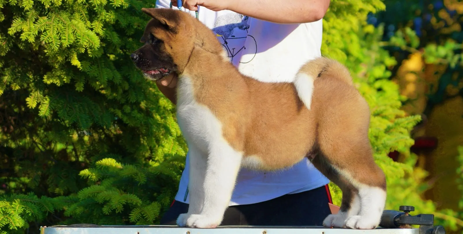 Cute puppy with brown and white fur standing on a table outdoors, with green bushes in the background.