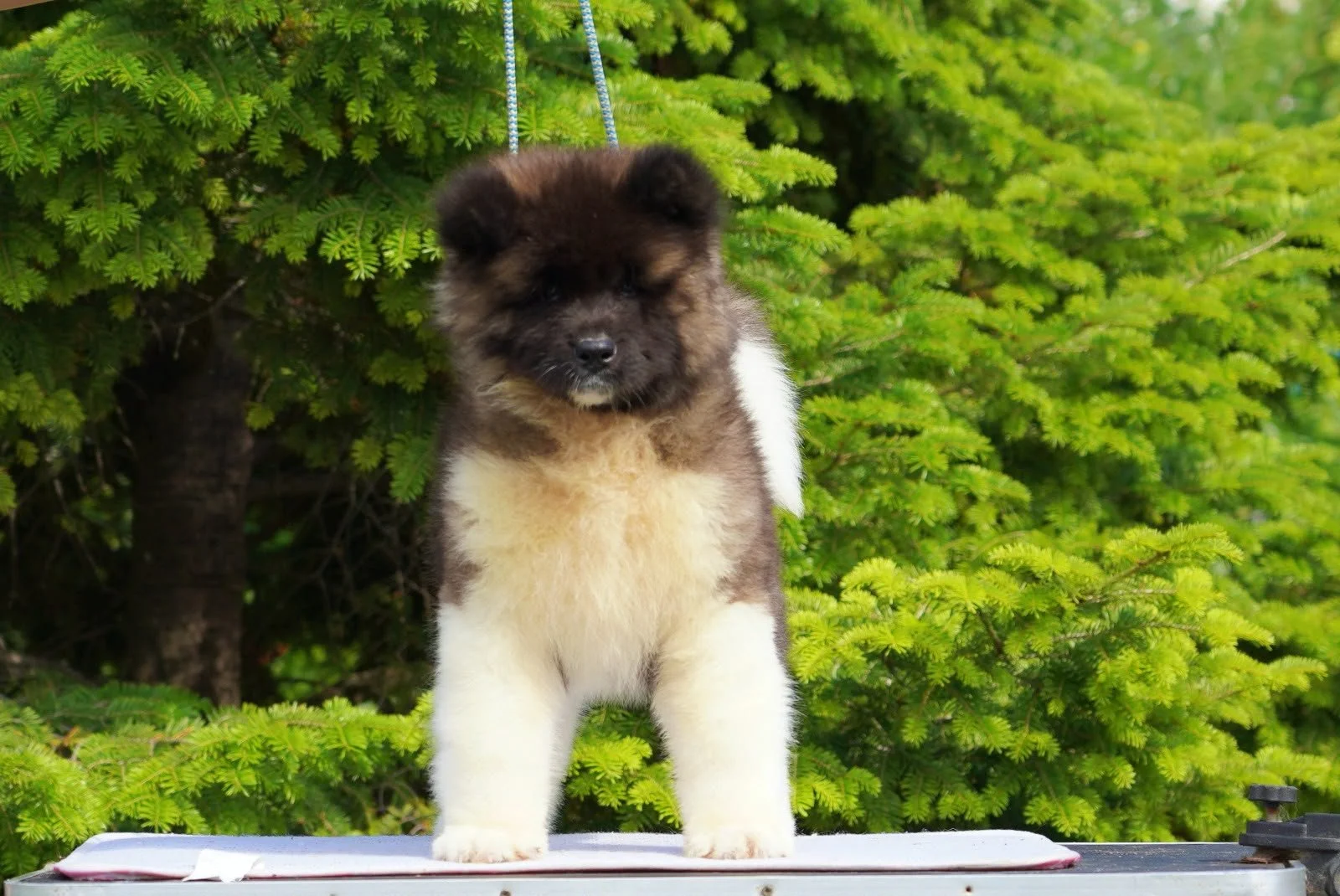 A fluffy brown and white puppy standing outdoors on a table with green trees in the background.