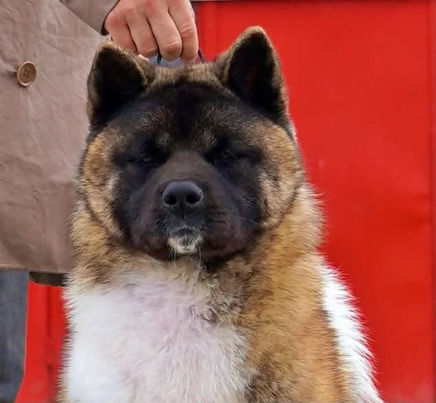 A dog with a mix of Akita and Alaskan Malamute features, having a distinct black face mask and a fluffy coat, is being shown with its eyes closed in front of a red background.