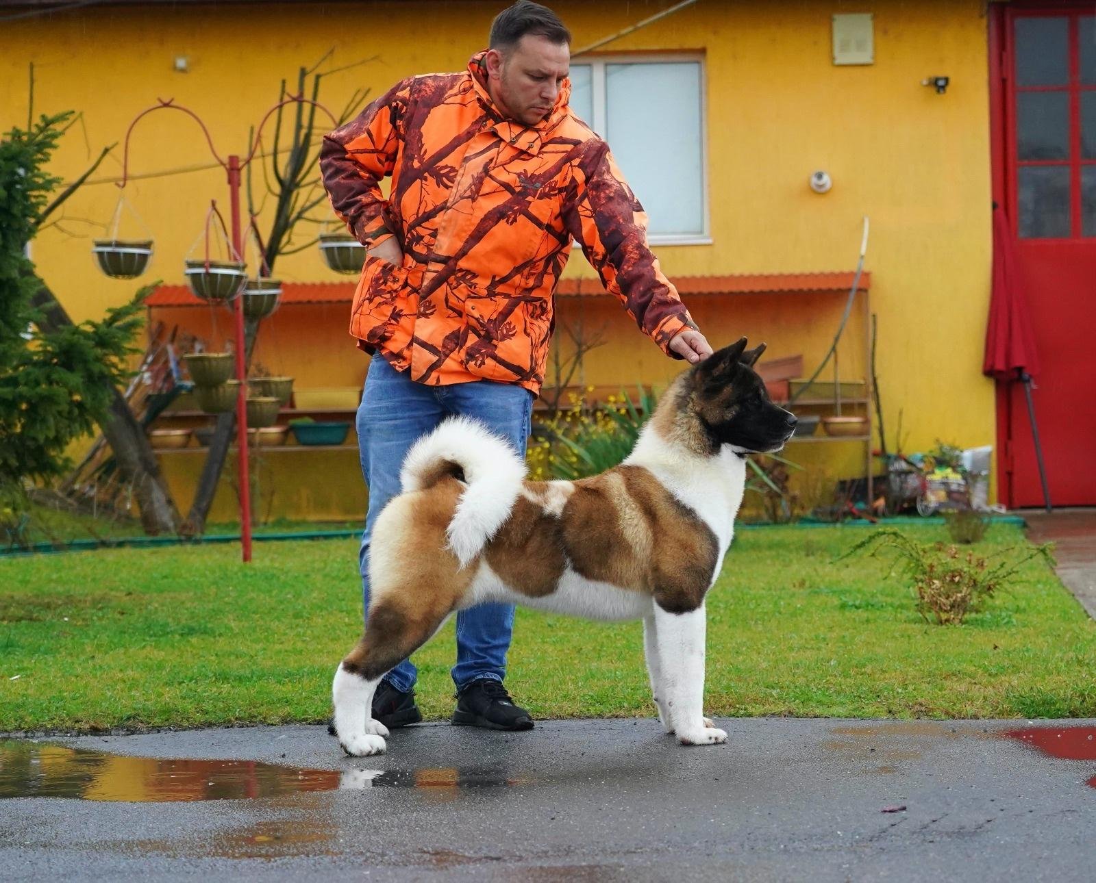 A man in an orange camouflage jacket standing outdoors on wet pavement with a large, fluffy dog, possibly an Akita, on a leash, in front of a yellow house with red door and window frame, during rainy weather.