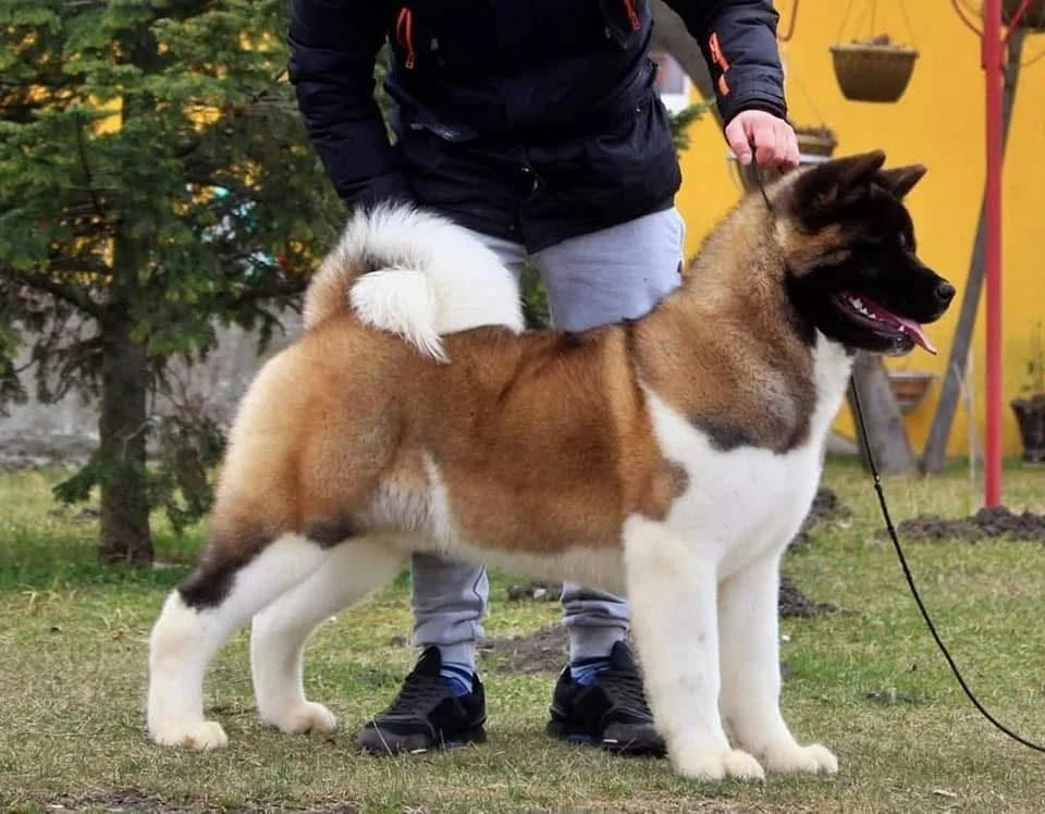 Large Akita dog with a thick coat, standing on grass next to a person holding its leash. The person is wearing a dark jacket and gray pants, with a yellow building and trees in the background.