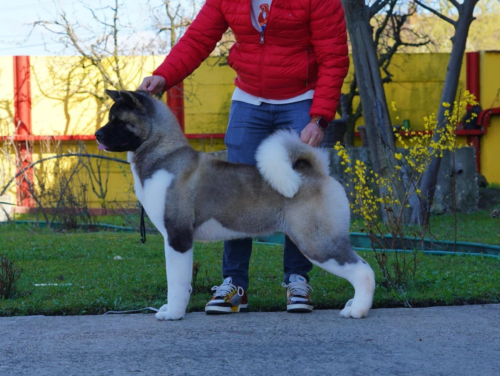 A person in a red jacket and jeans standing outdoors with an Akita dog, with a yellow fence and trees in the background.