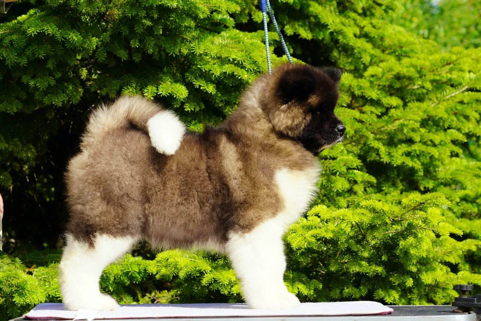 A fluffy puppy with a black face and tan and white fur stands on a white surface outdoors, with bright green pine trees in the background.