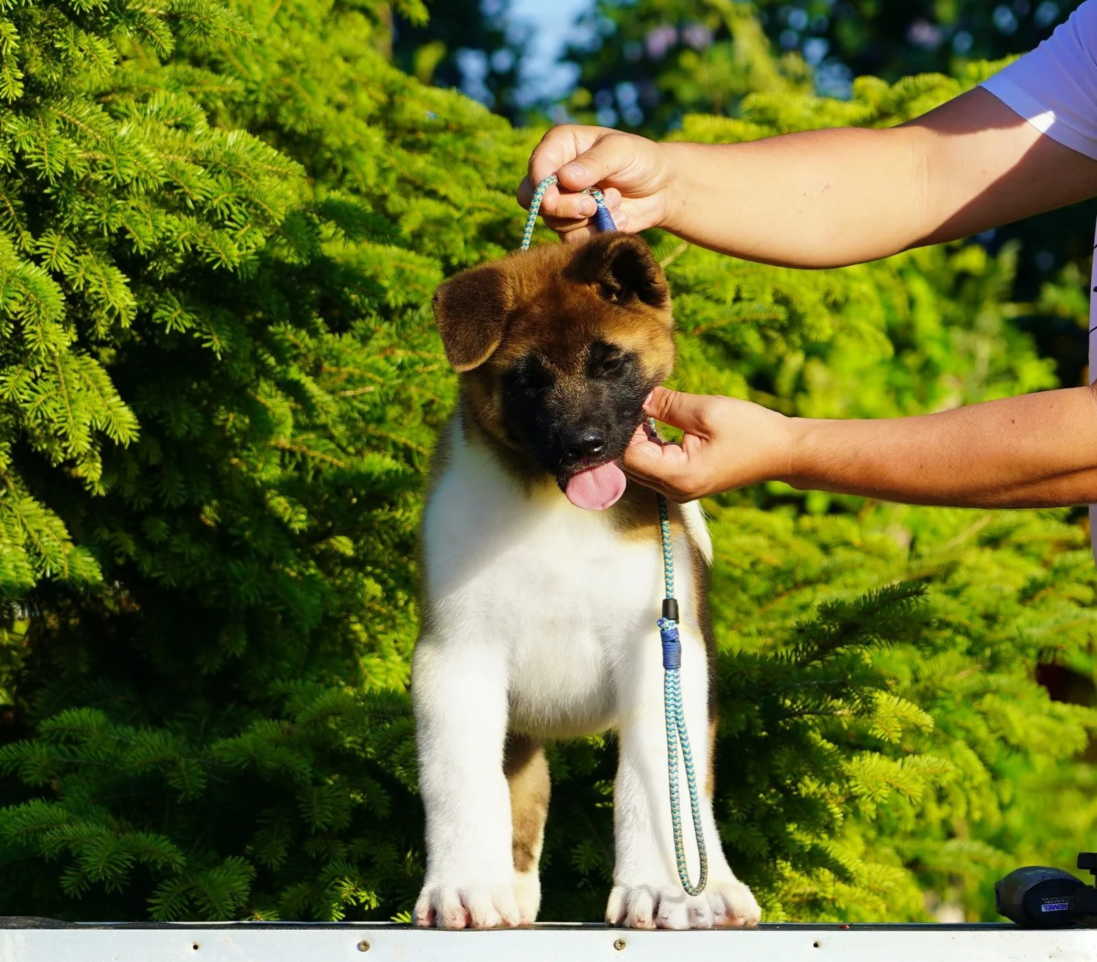A person holds a leash attached to a large brown, black, and white puppy with its tongue out, standing outdoors in front of green trees.