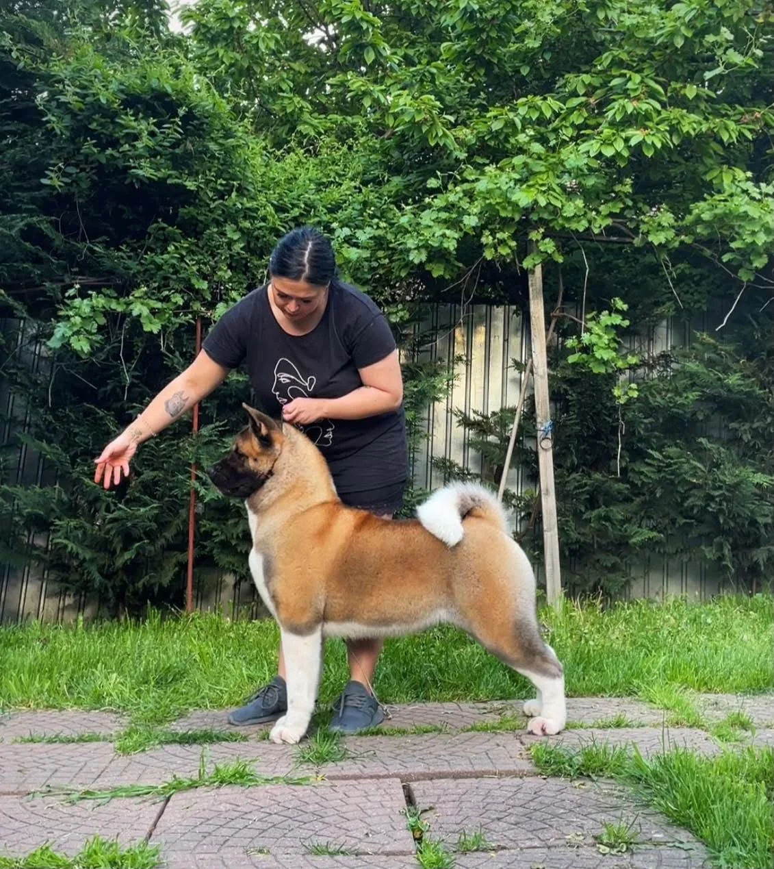 A woman standing in a backyard with a large, muscular tan and white Akita Female, on a grassy stone-paved area with green trees and bushes in the background.