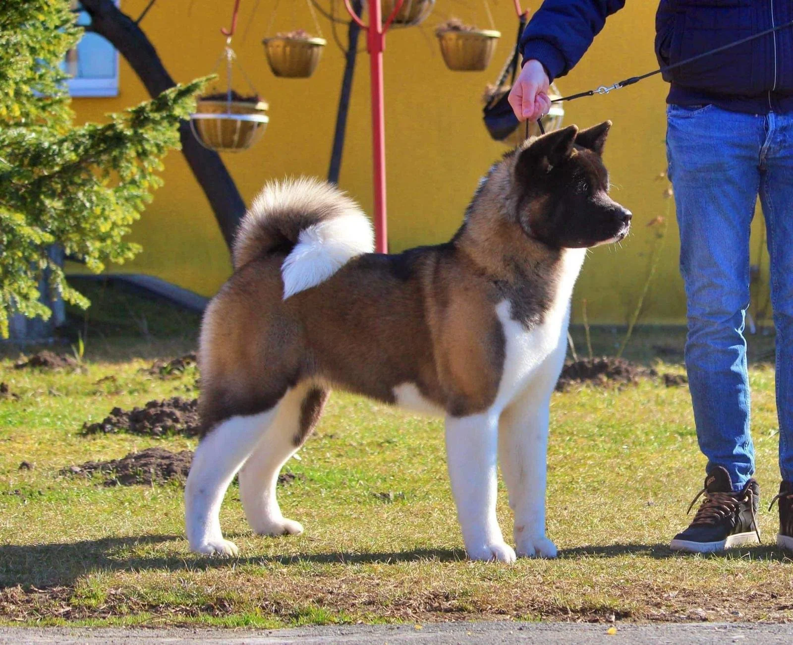 A person holding a dog on a leash outdoors in a yard, with a yellow house and a tree in the background. The dog is large, with a thick, fluffy tail, tan and black fur, and white fur on its legs and chest.