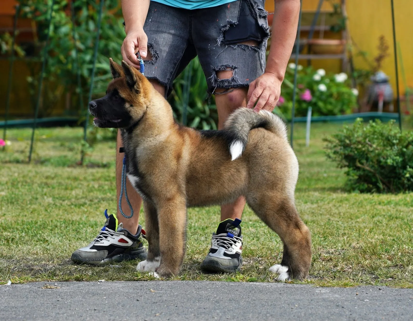 A person in ripped jeans and sneakers standing on grass holding the leash of a puppy. The puppy is a fluffy, tan and black breed with a curled tail, standing on all fours.